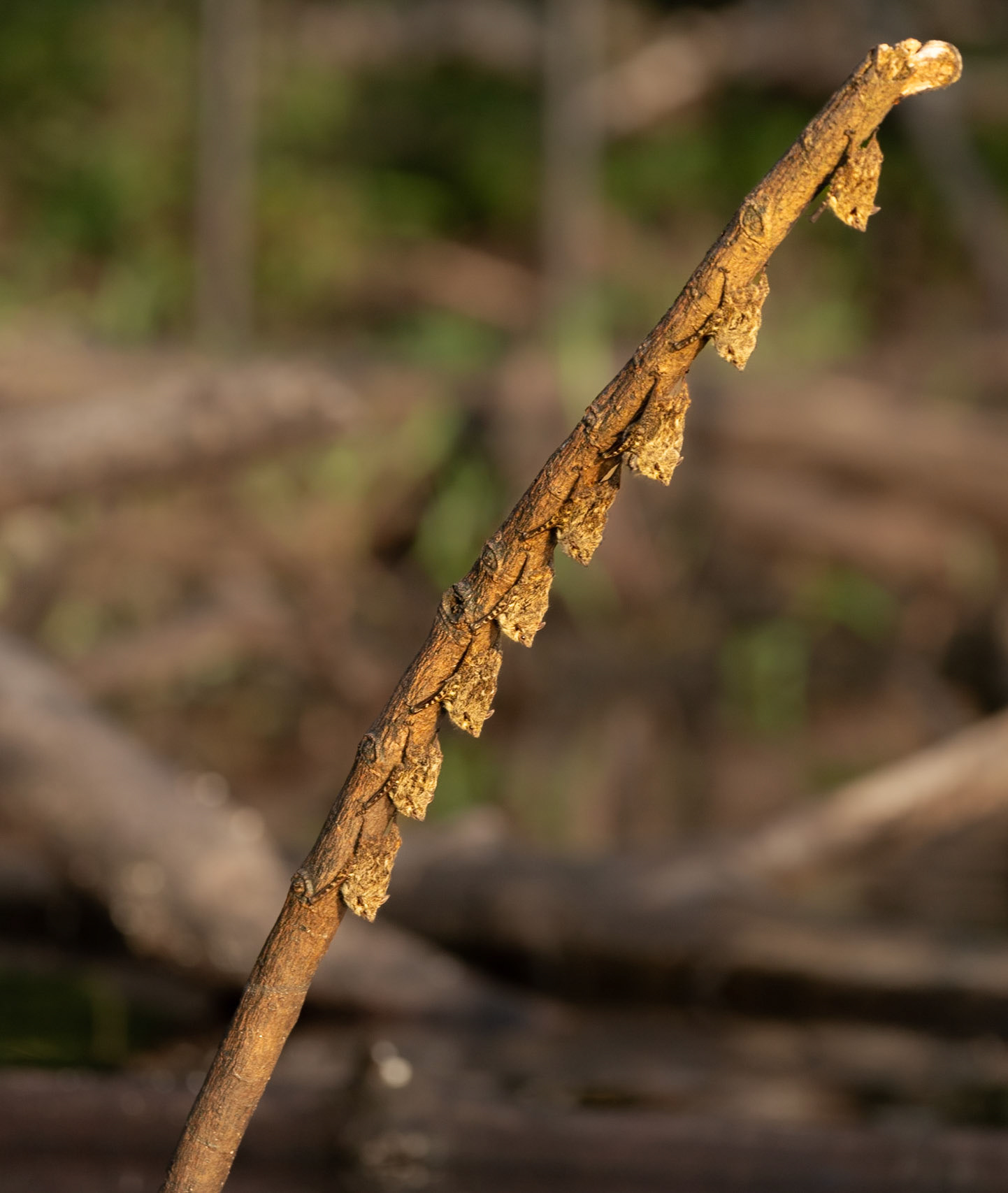 Proboscis Bats on pole in the river