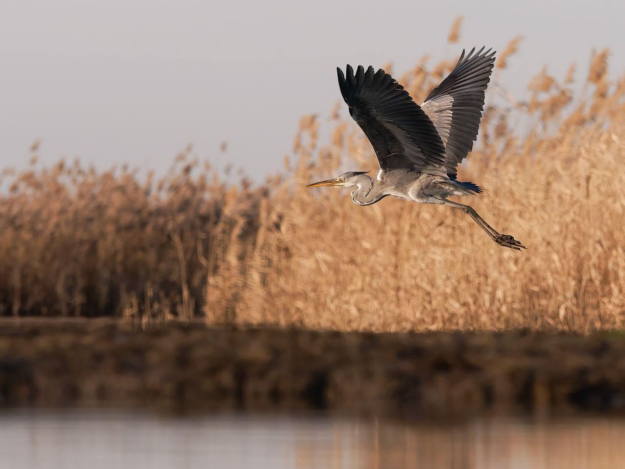 Grey Heron