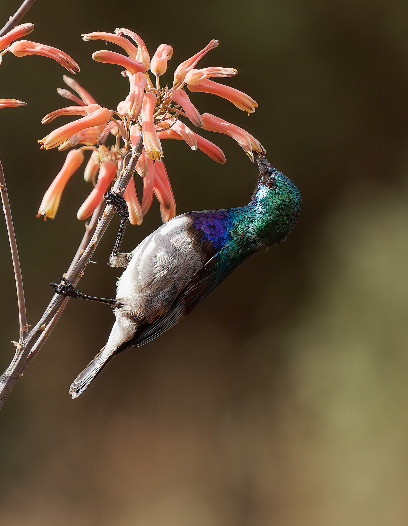 White Breasted Sunbird feeding