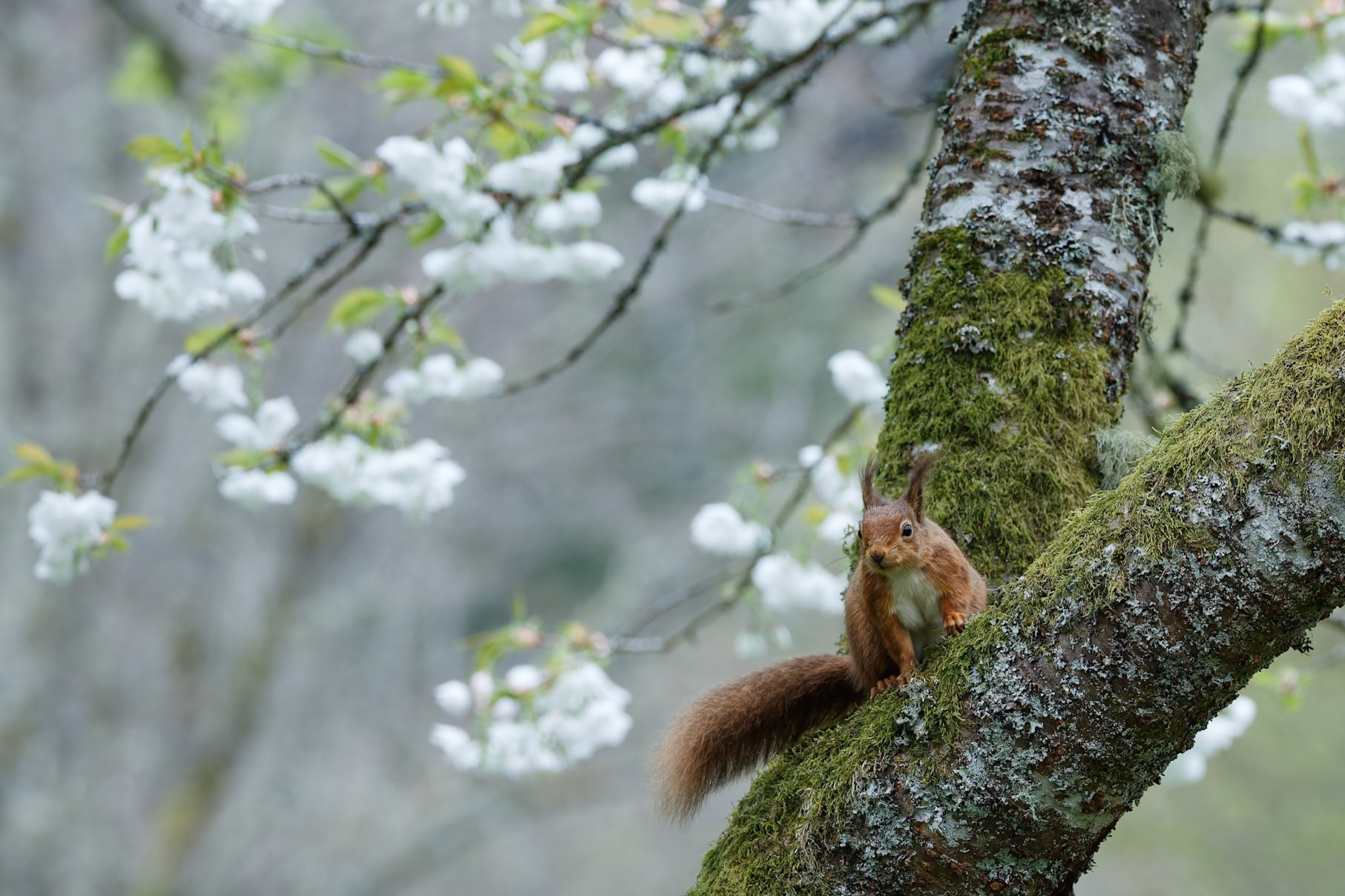 Red squirrel