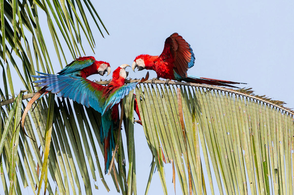 Red and Green Macaws (Ara chloropterus)