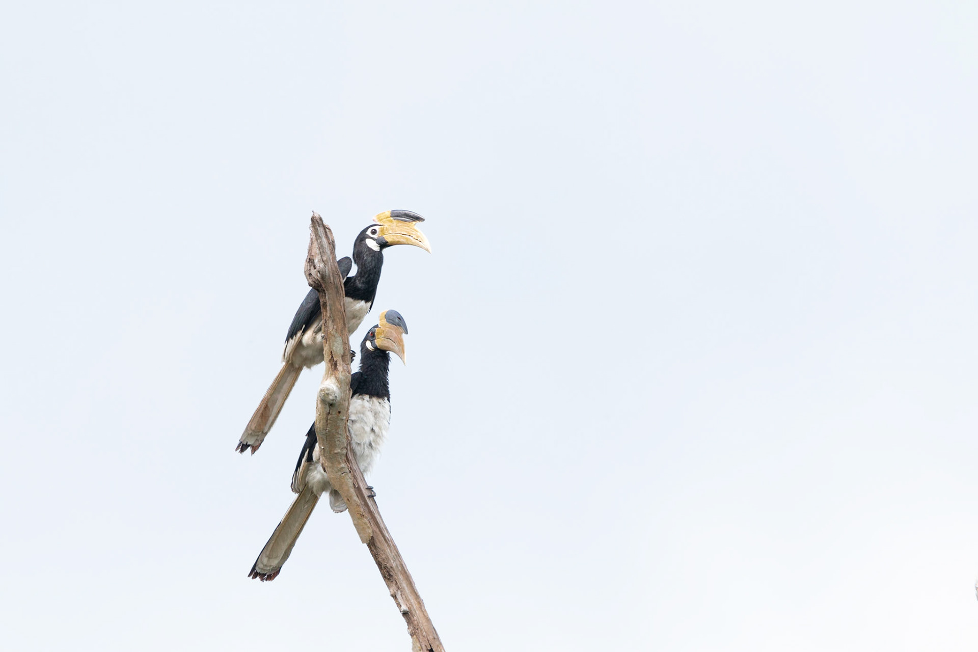 Male and female Malabar Pied Hornbills