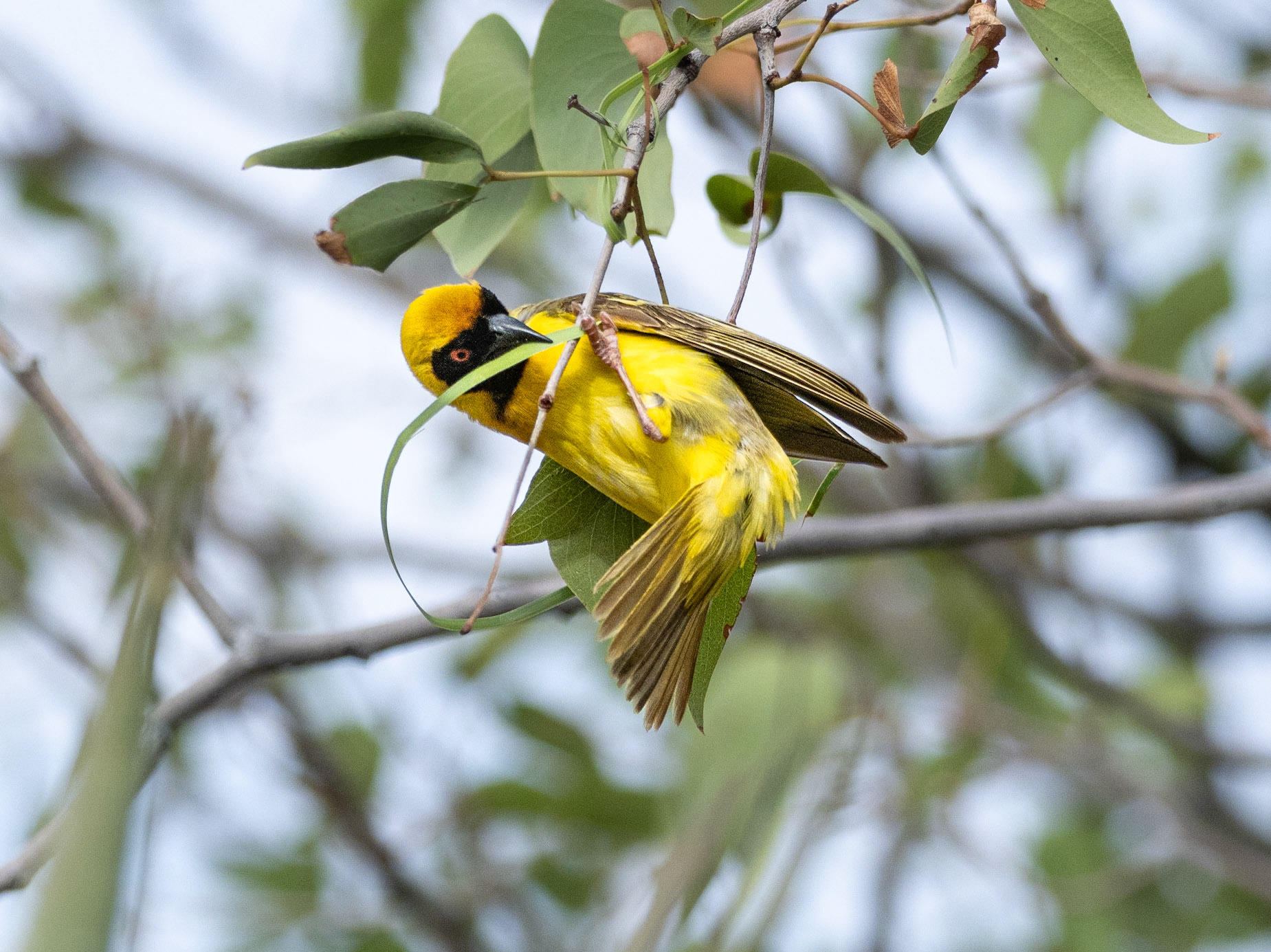 Starting to weave a nest.