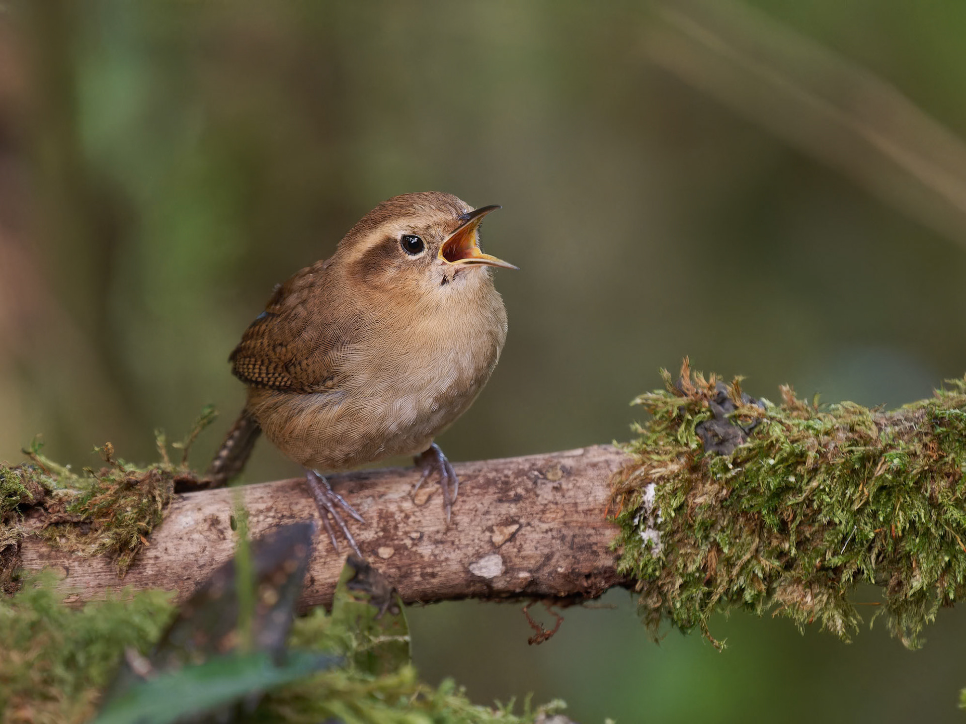 Mountain Wren