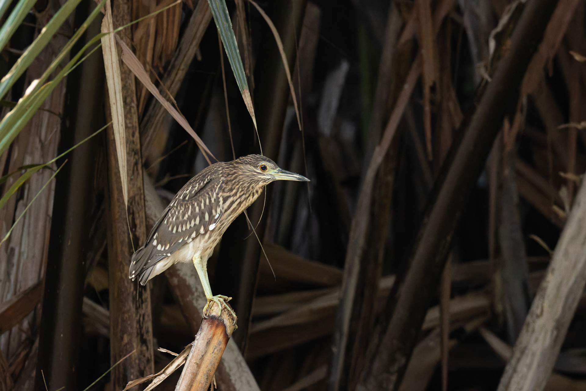 Juvenile Rufous Night Heron ?