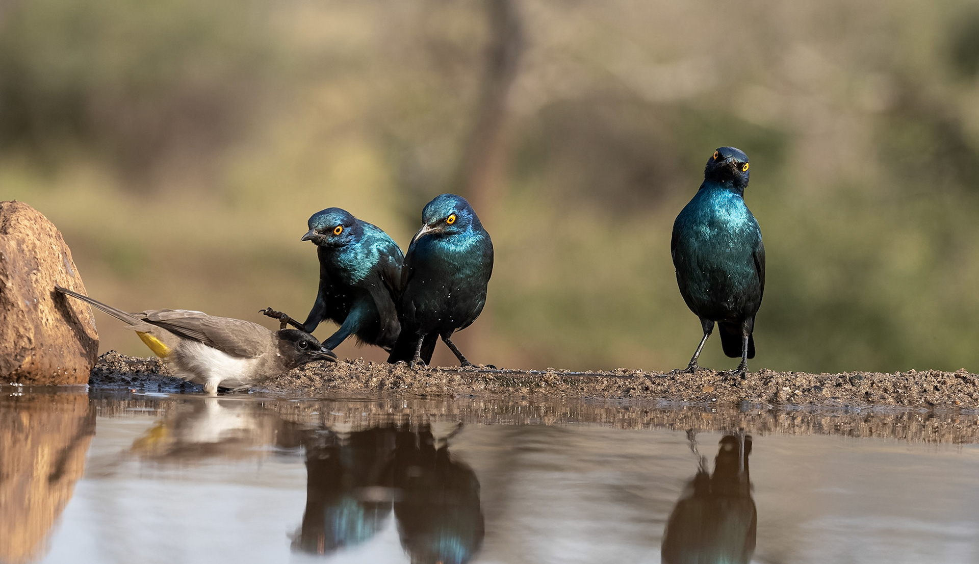 Glossy Starlings with Dark-capped Bulbul