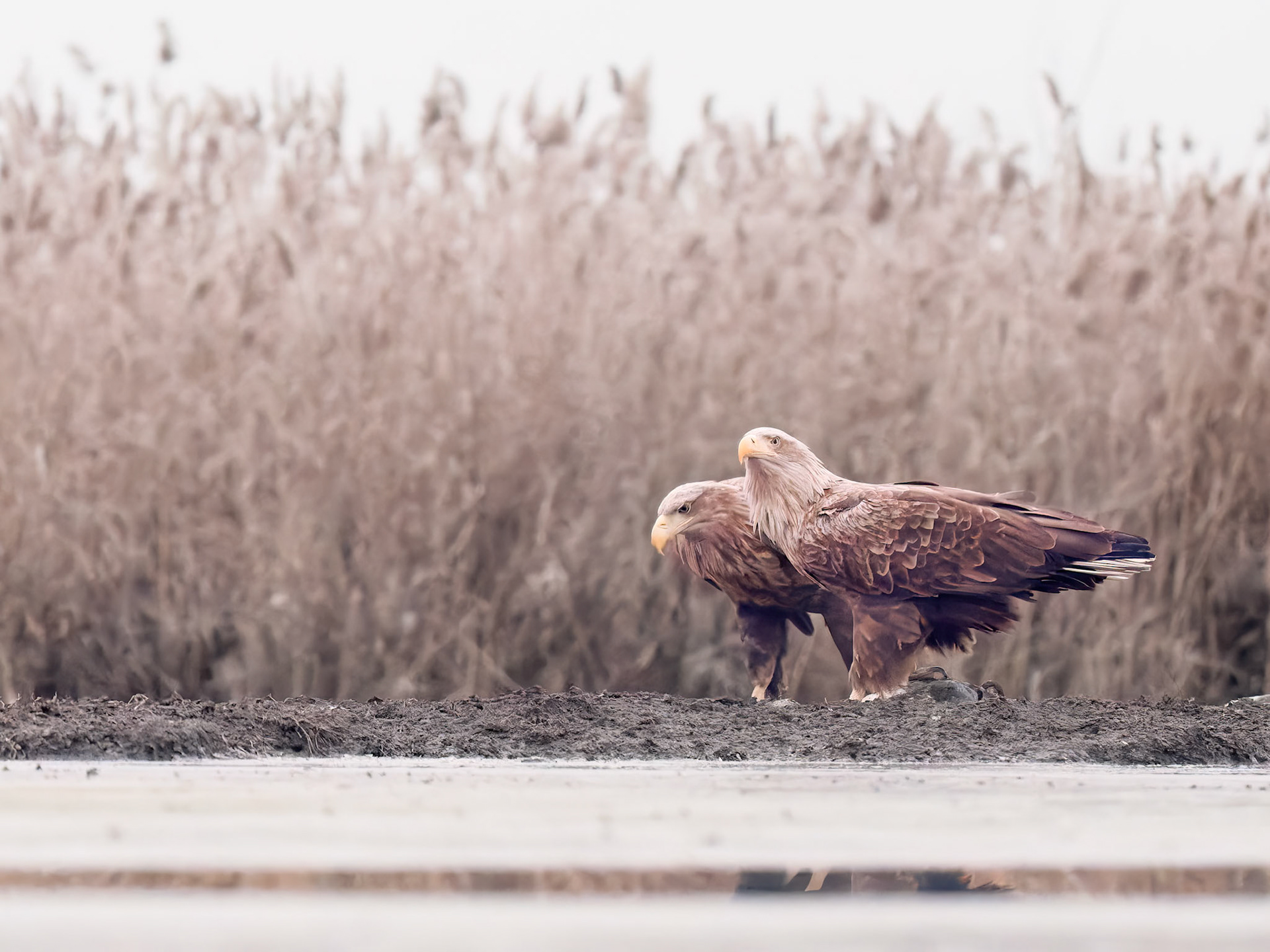Two White Tailed Eagles