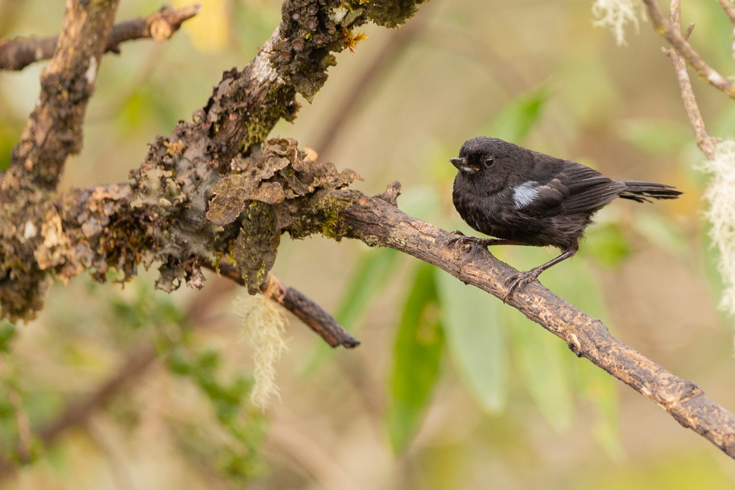 Glossy Flowerpiercer