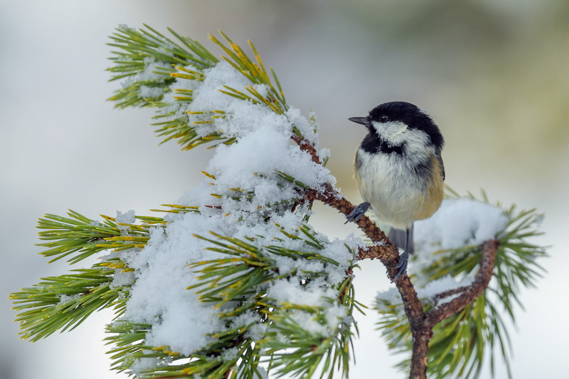 Coal Tit