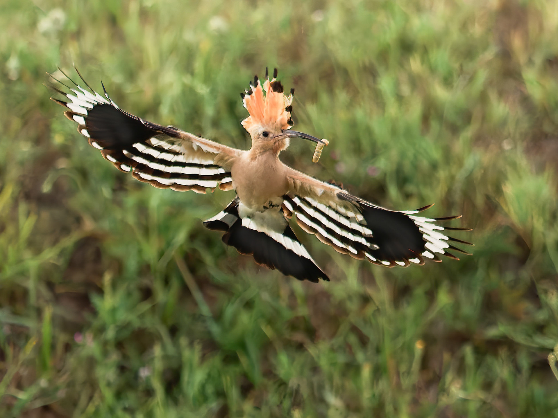 Hoppoe Collecting food