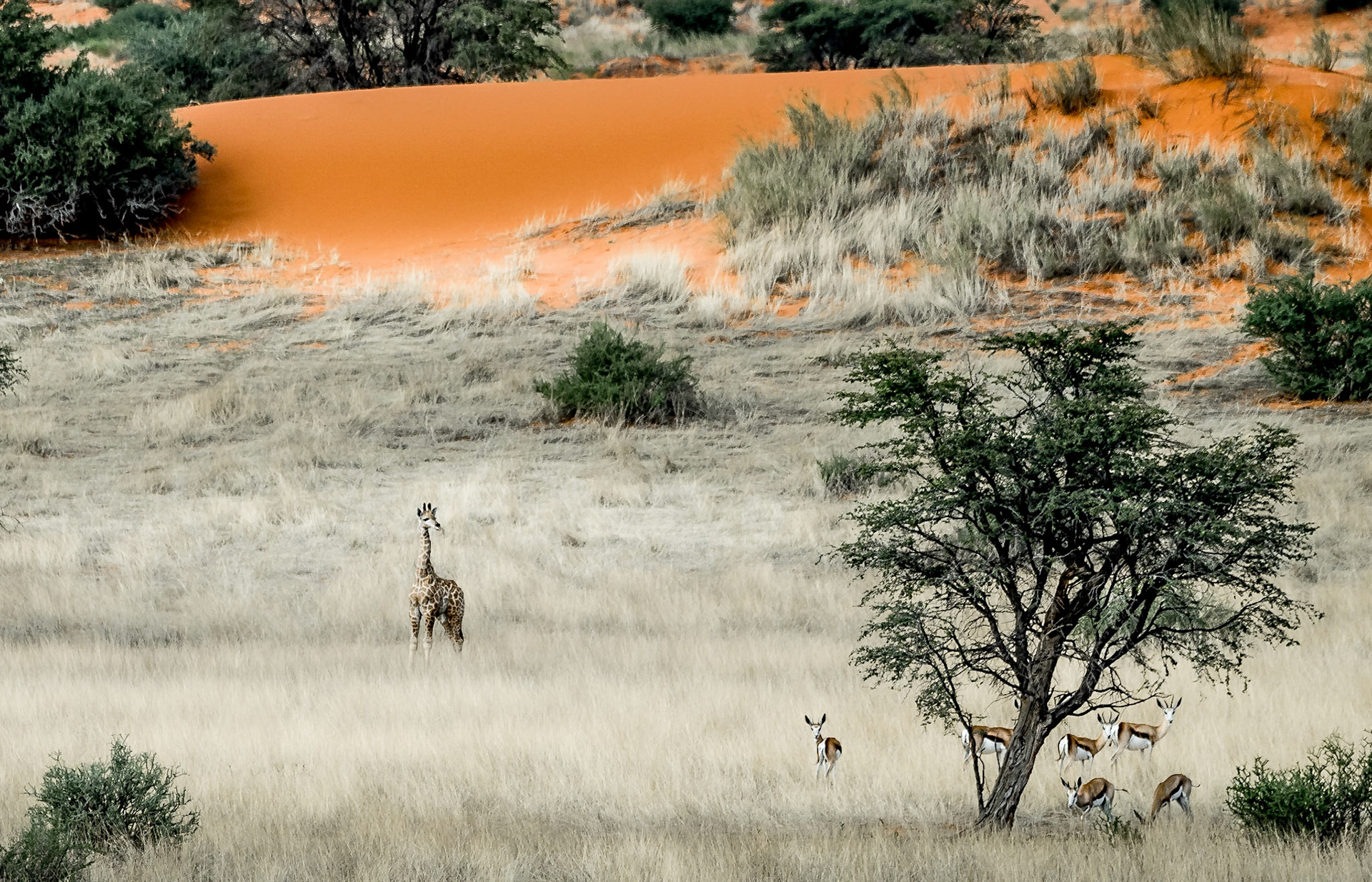 Young giraffe with springbok under tree