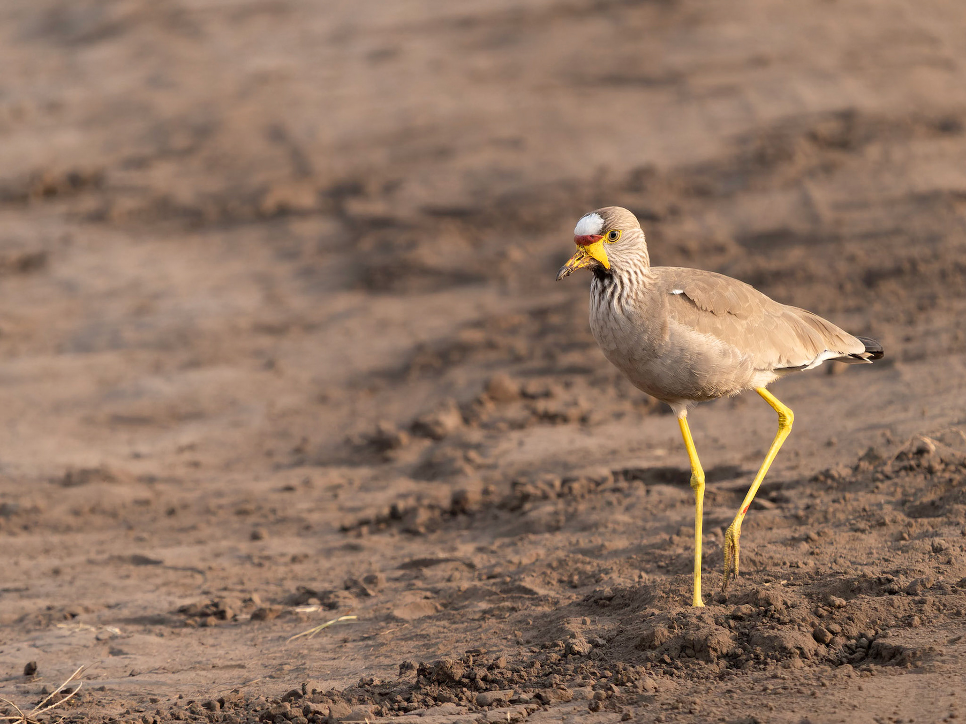 Wattled Lapwing