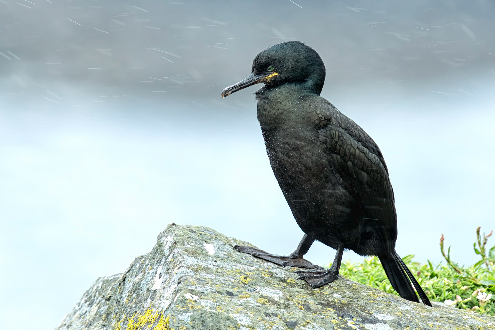 European Shag in the rain