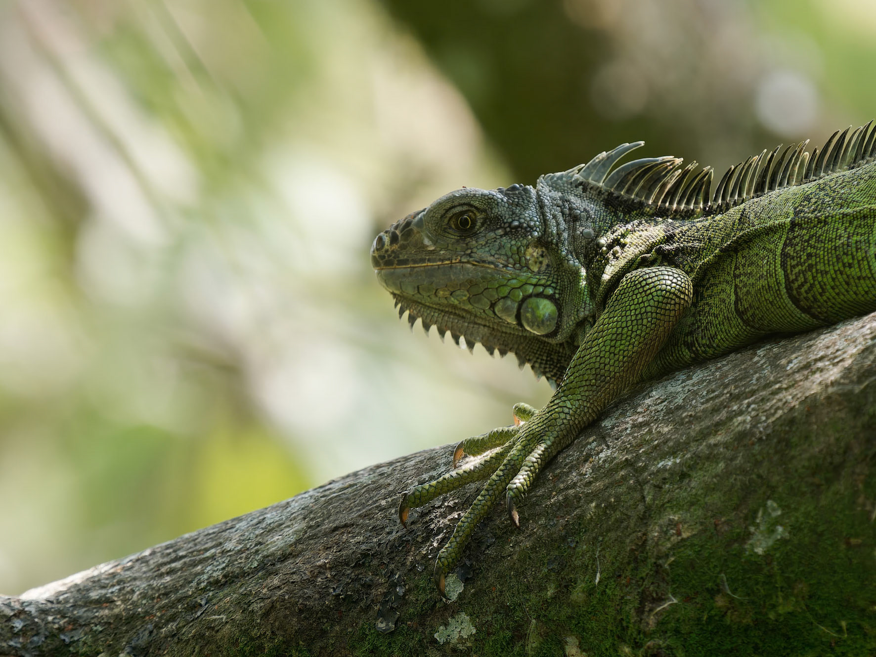 Green Iguana