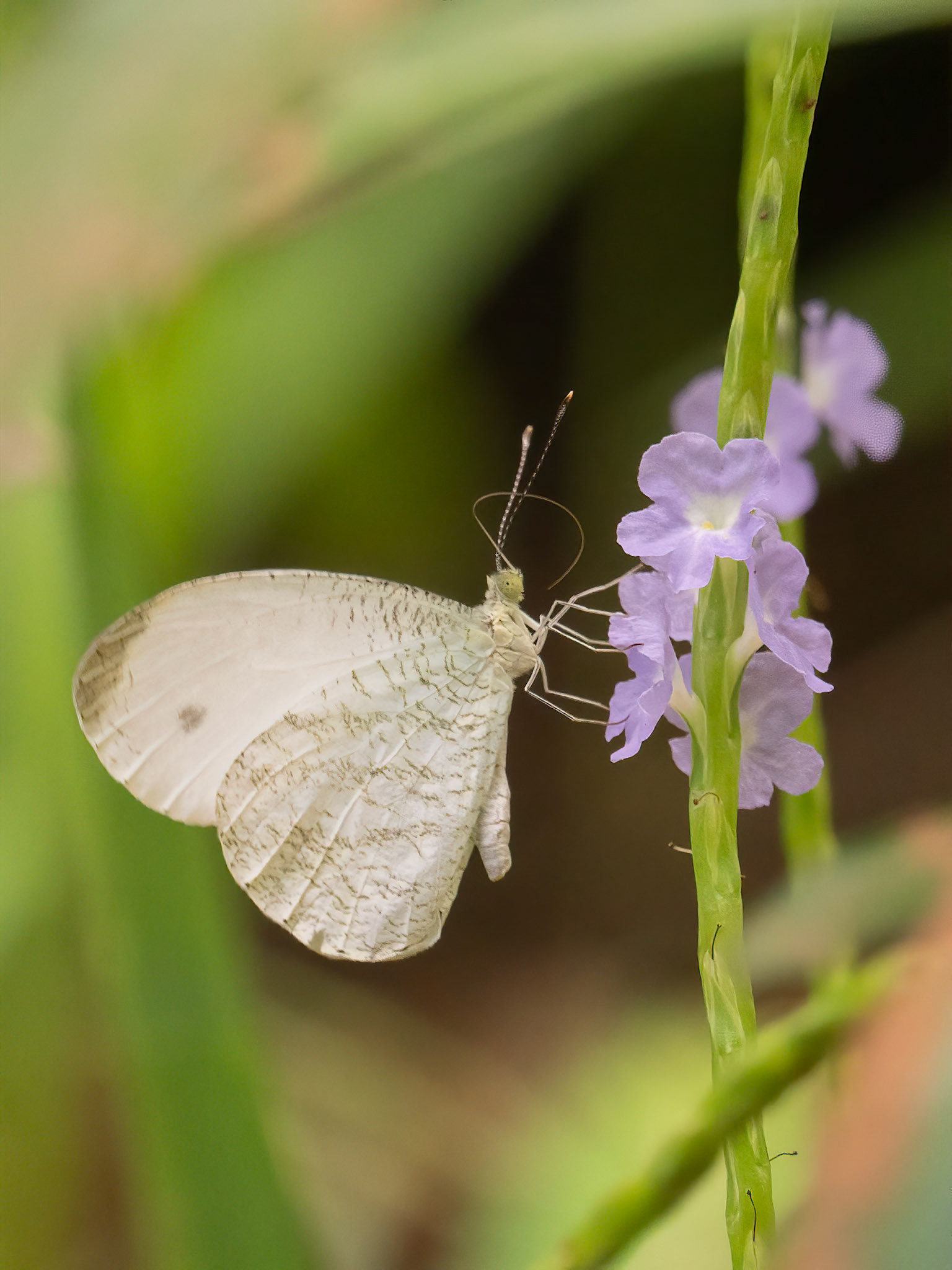 Dainty Spirit, Leptosia medusa, Pieridae family