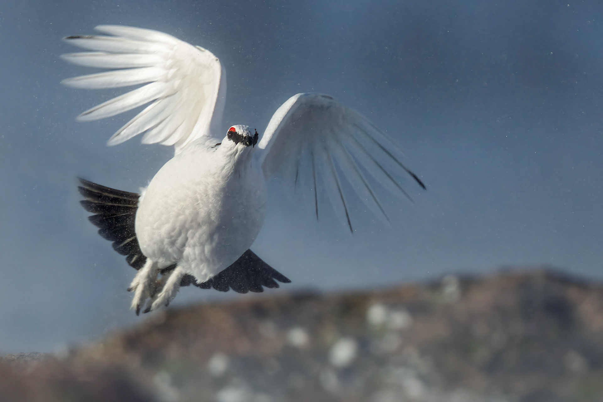 Ptarmigan (Lagopus muta)