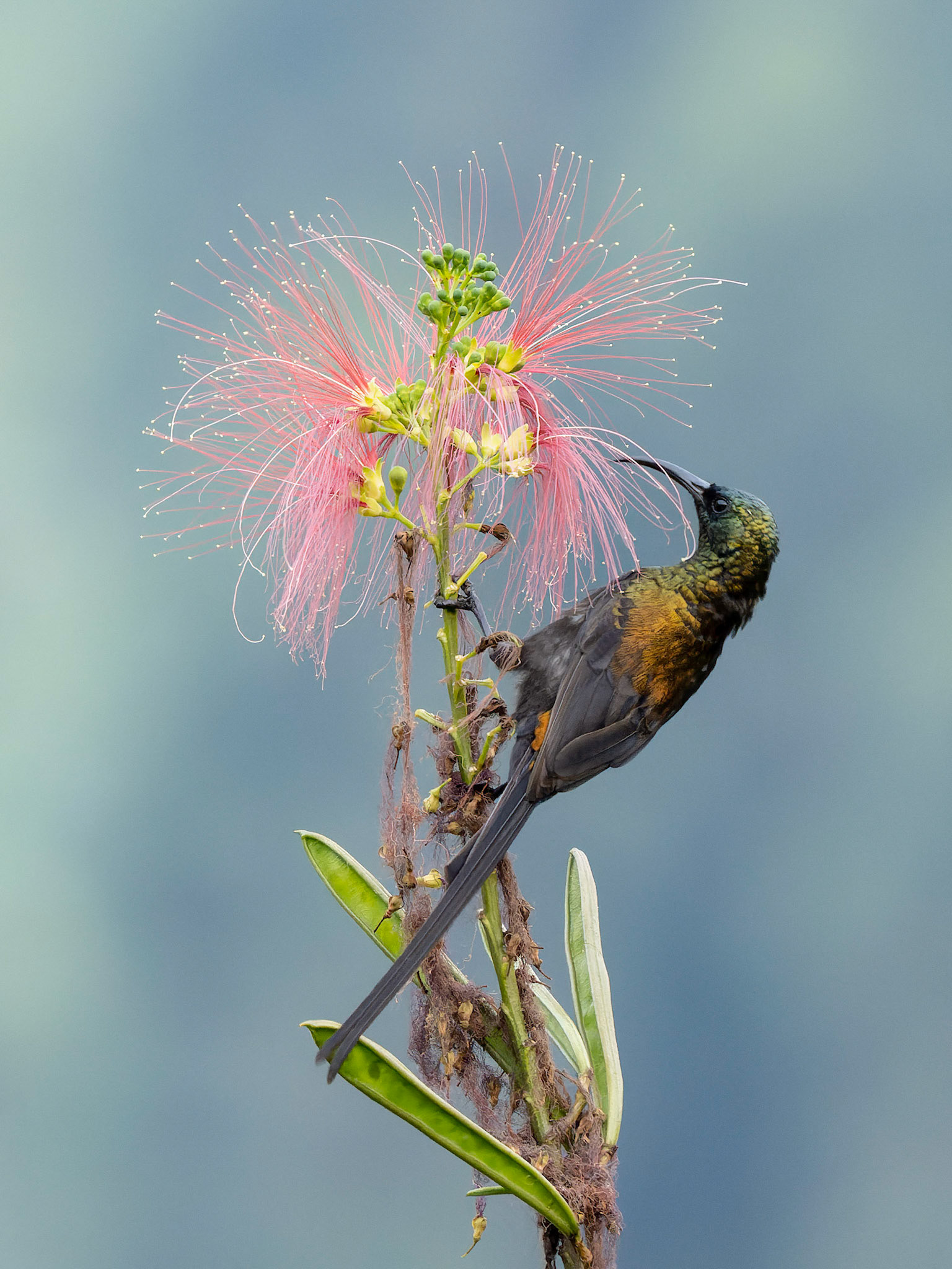 Male Bronze Sunbird