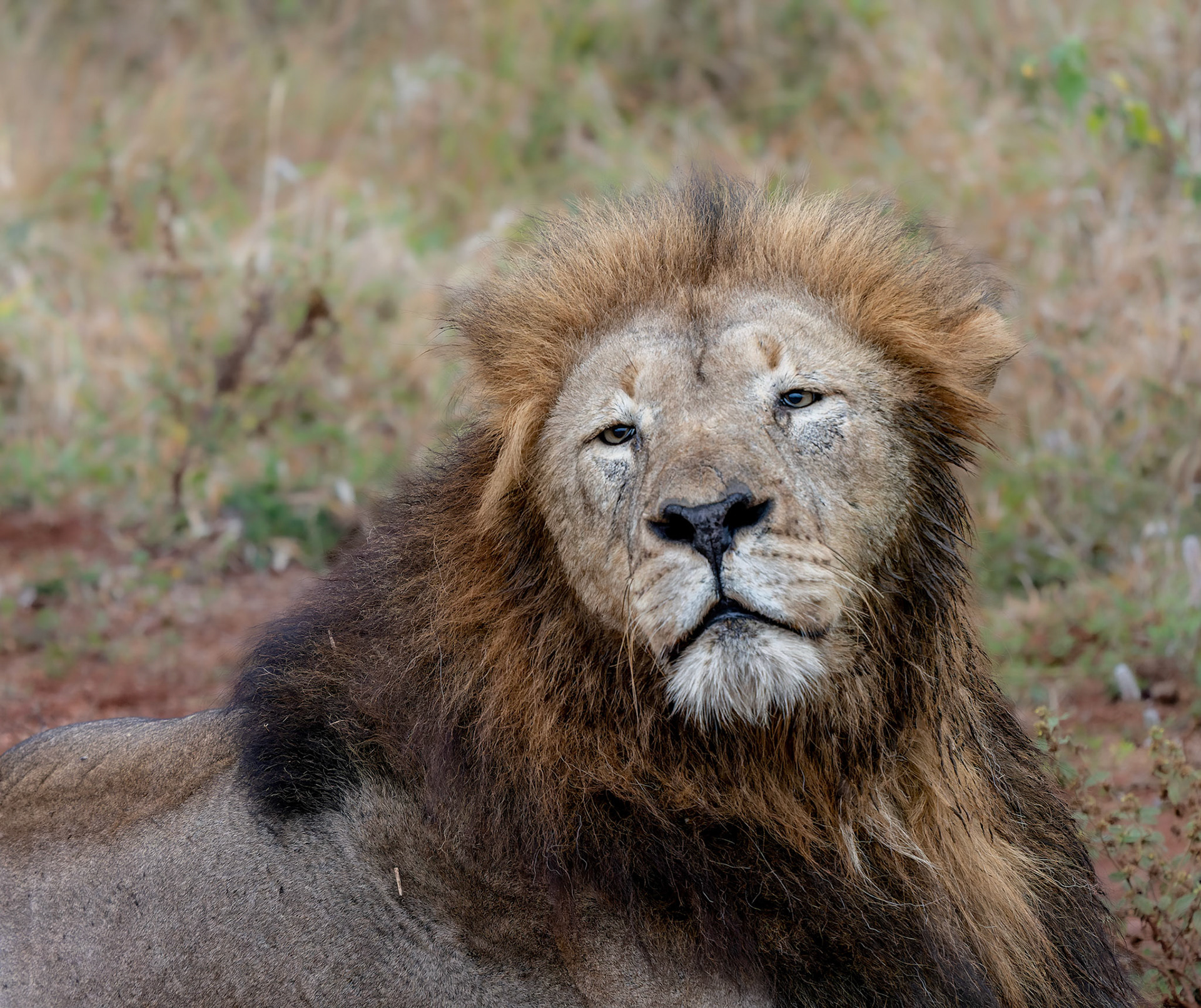 Male Lion