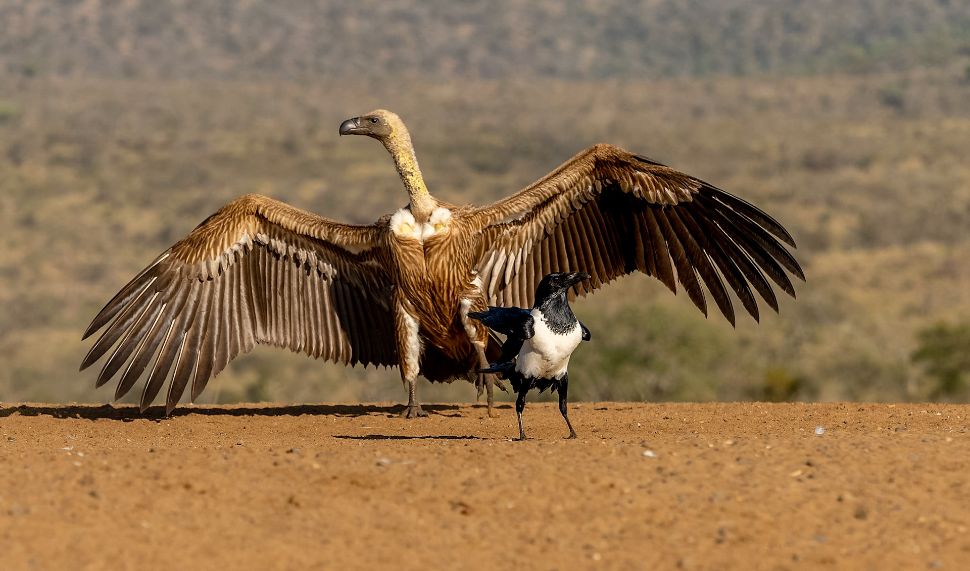 White-backed Vulture and Pied Crow
