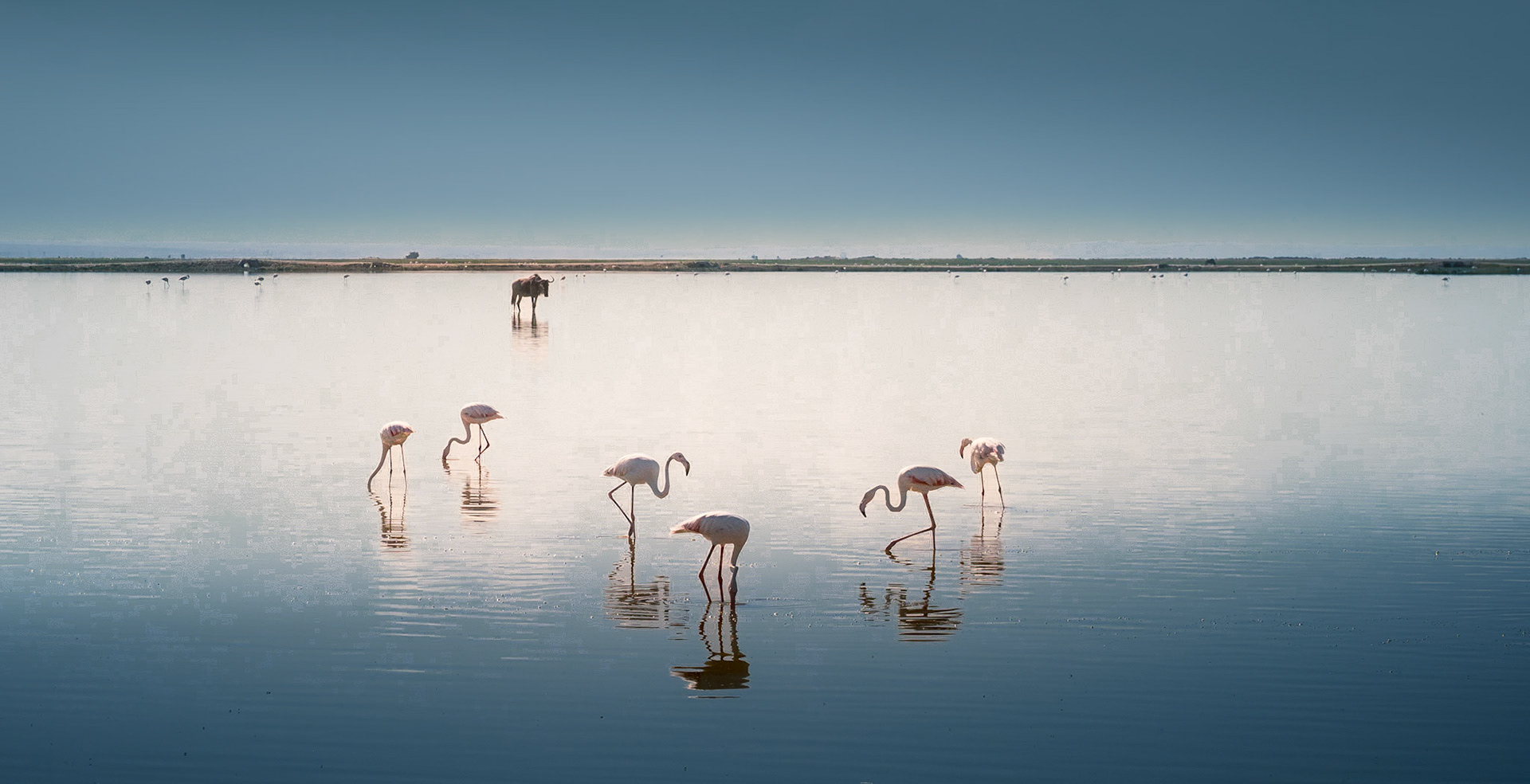 Flamingoes and Wildebeest on shallow lake