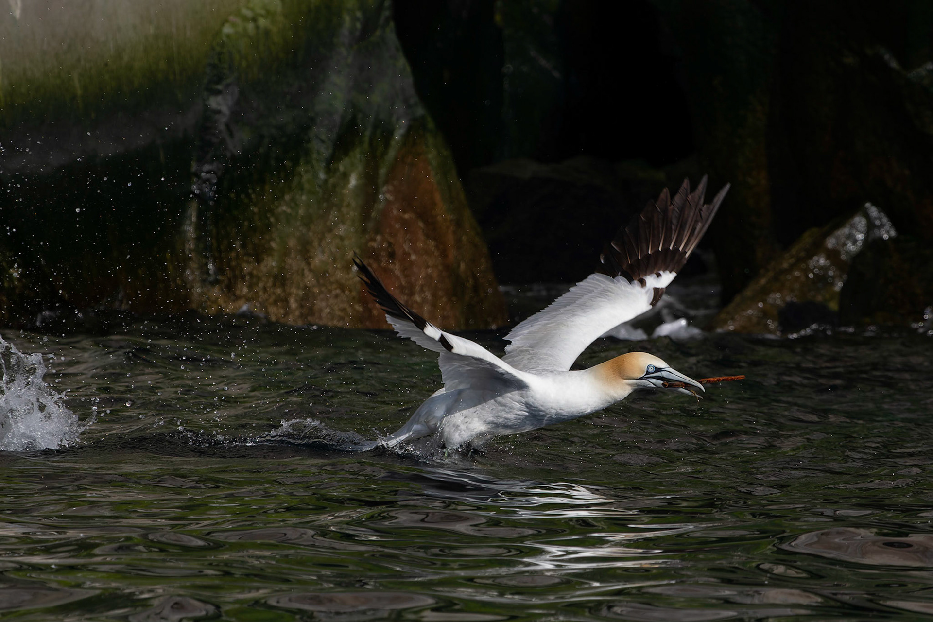 Northern Gannet 2011