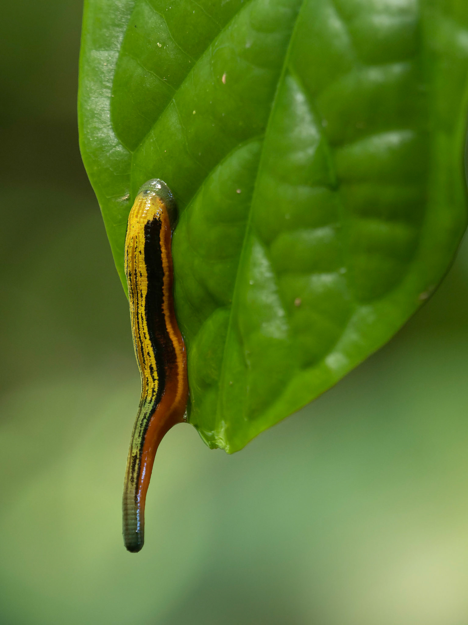 Tiger Leech