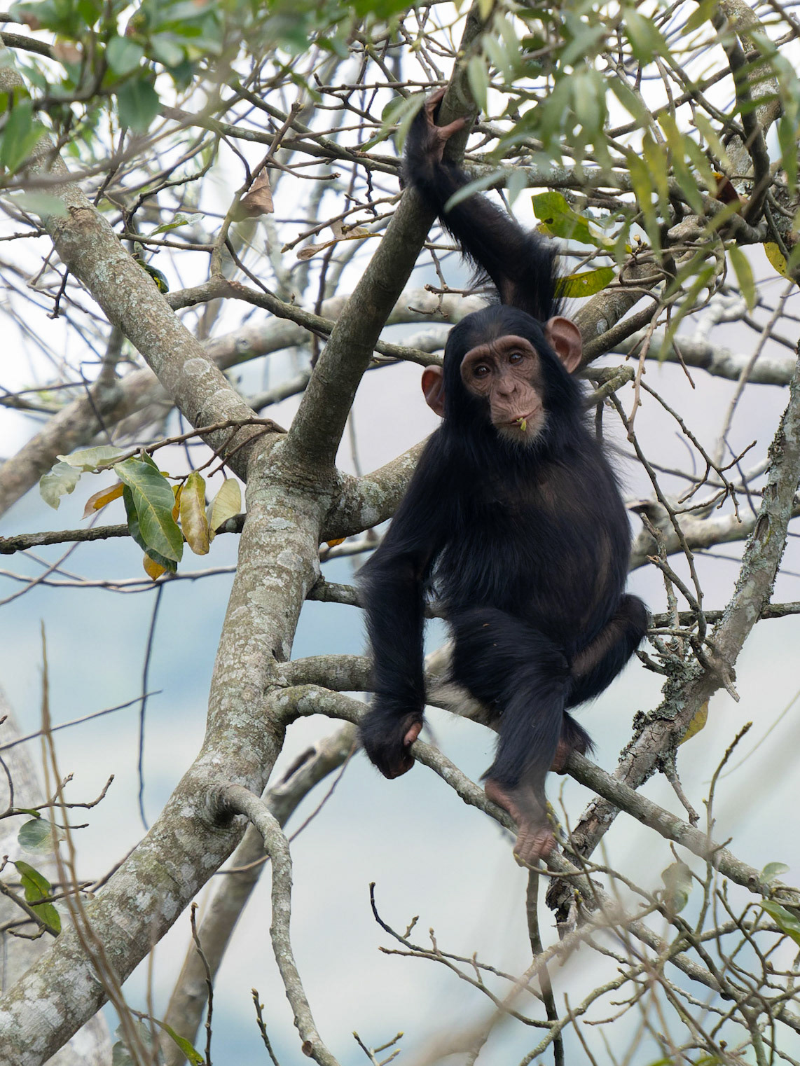 Young Wild Chimpanzee