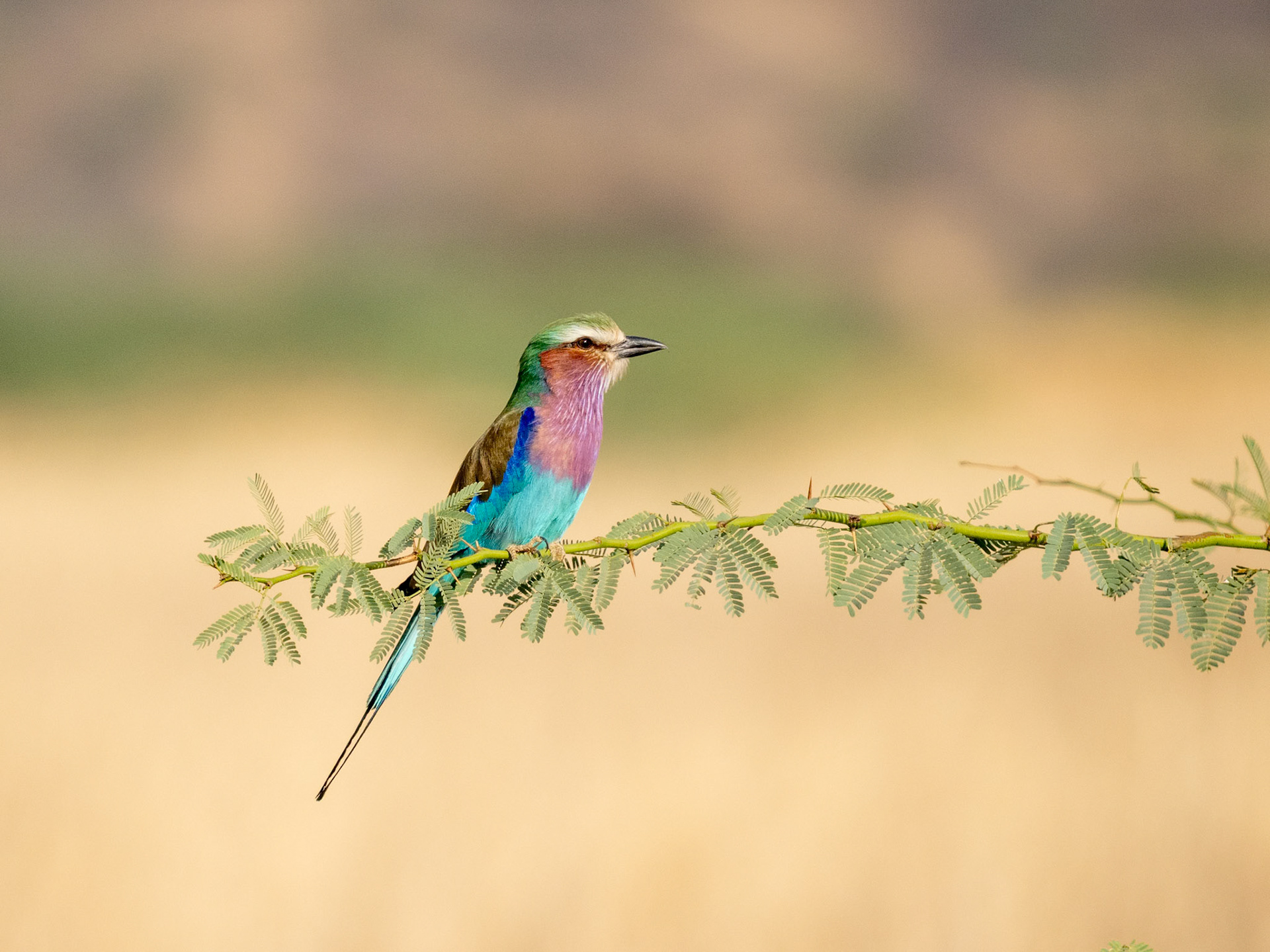 Lilac Breasted Roller