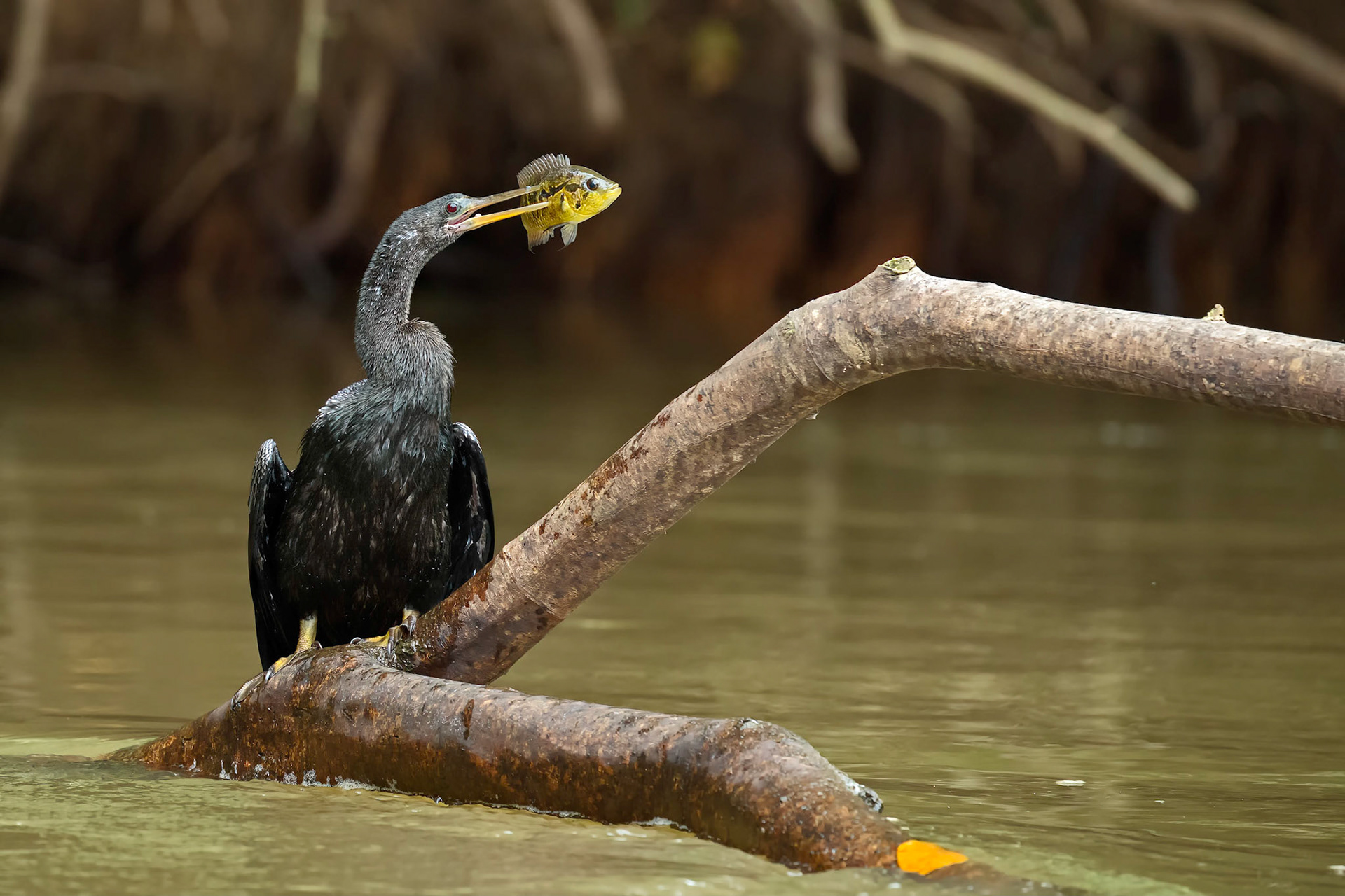 Anhinga with fish