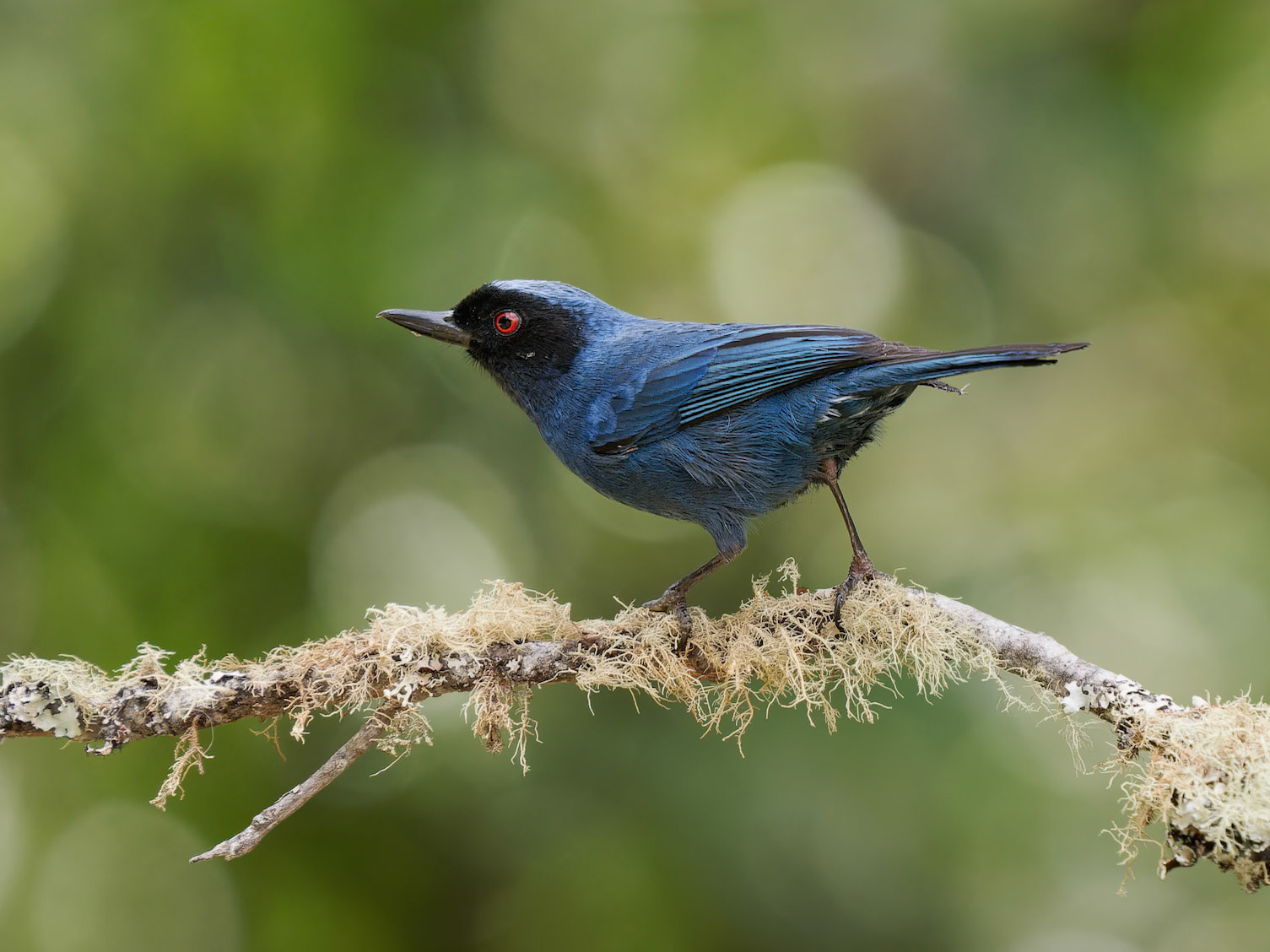 Masked Tanager