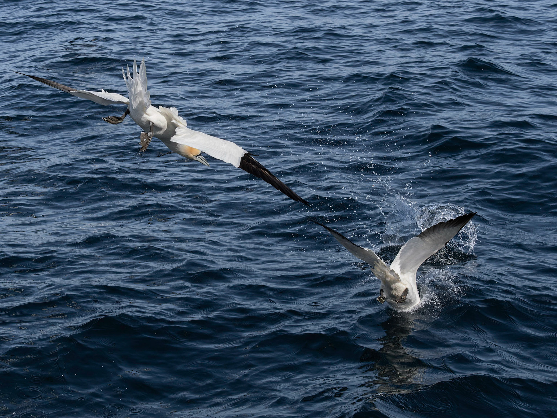 Gannets Diving