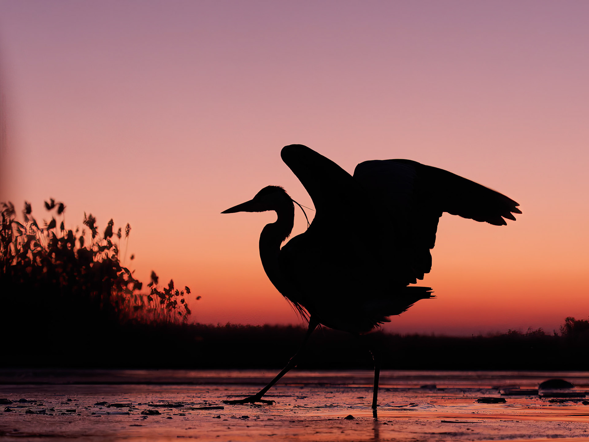 Grey Heron at Sunset
