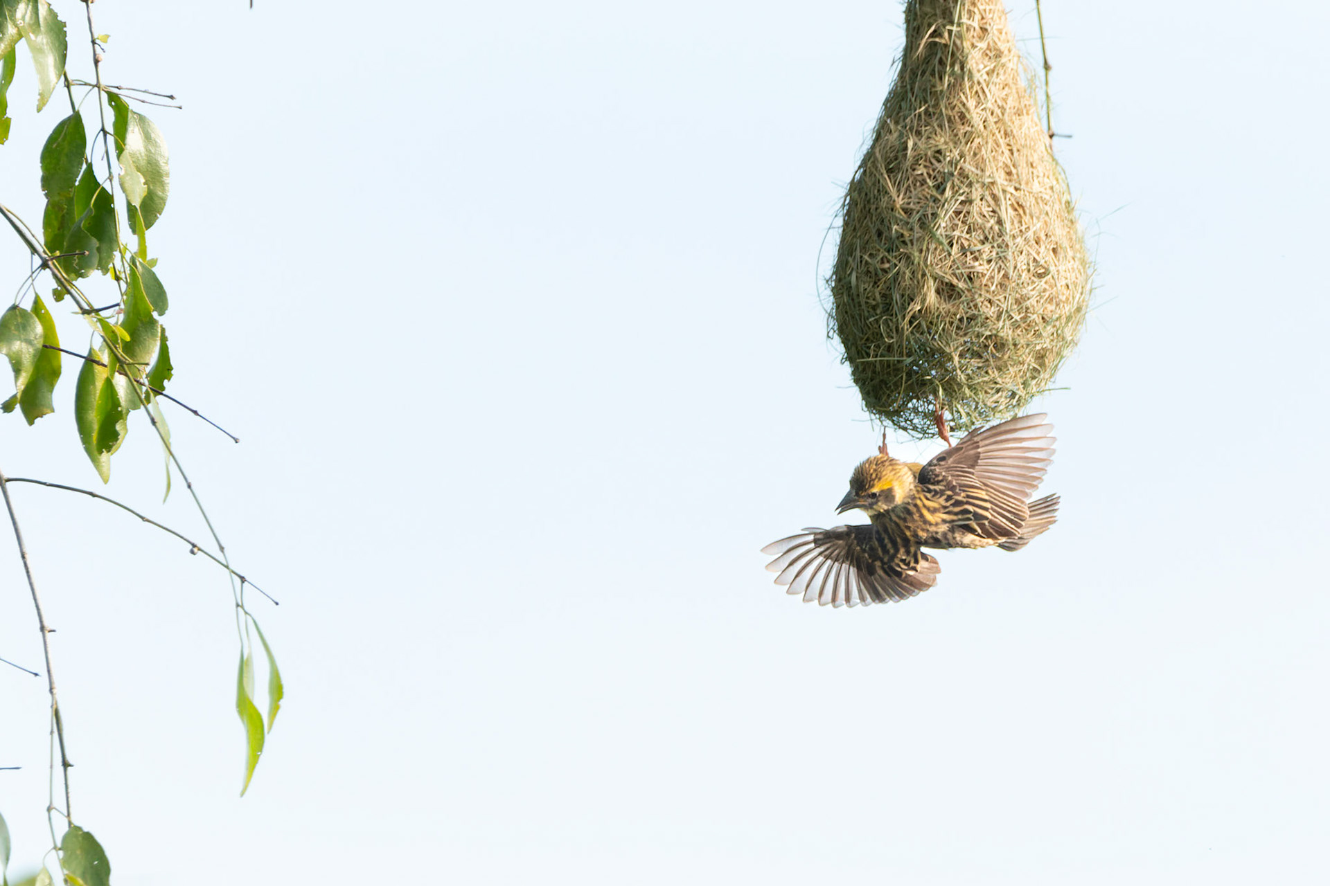 Baya Weaver (Placeus philippines philippines)