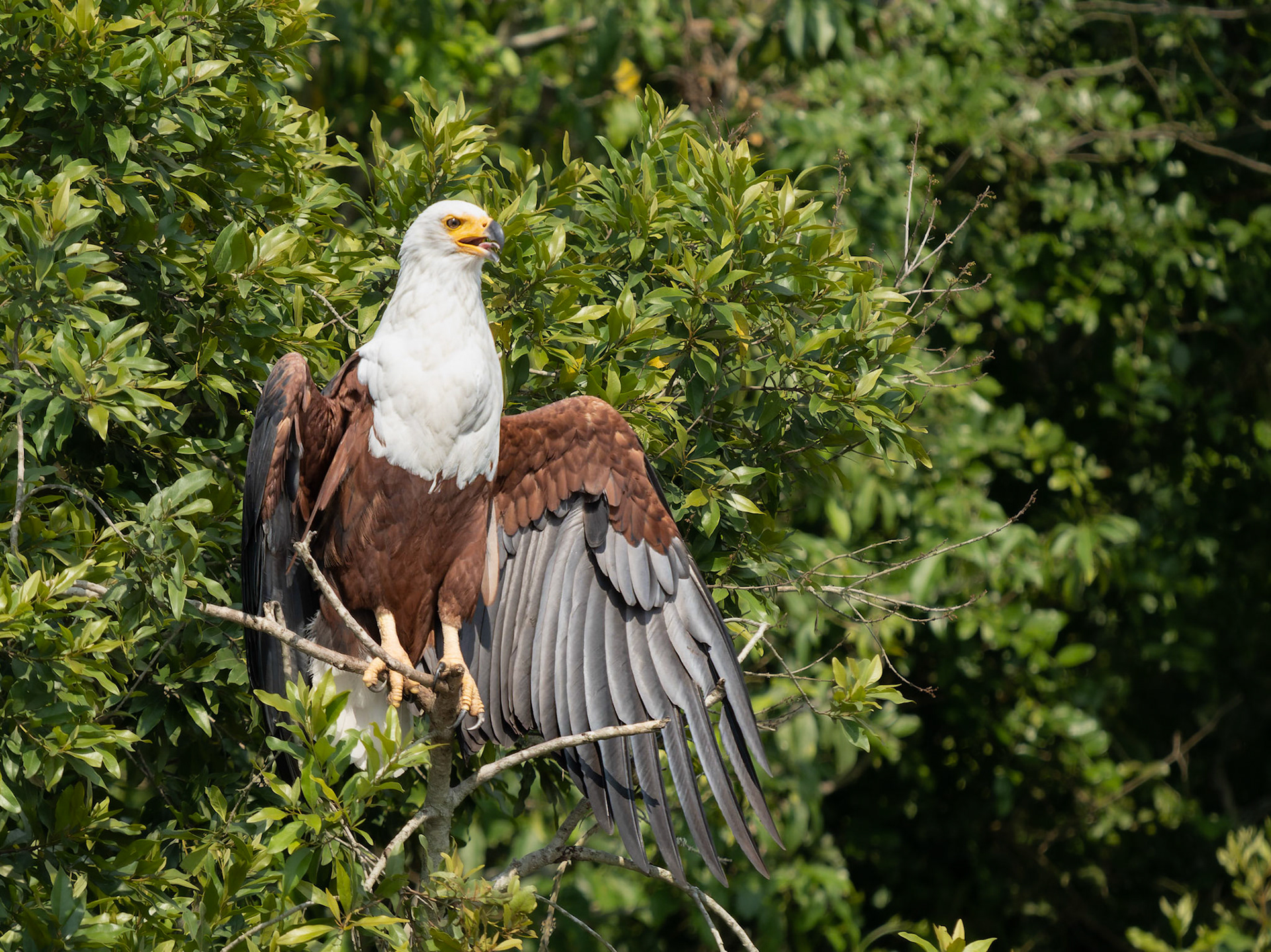 African Fish Eagle