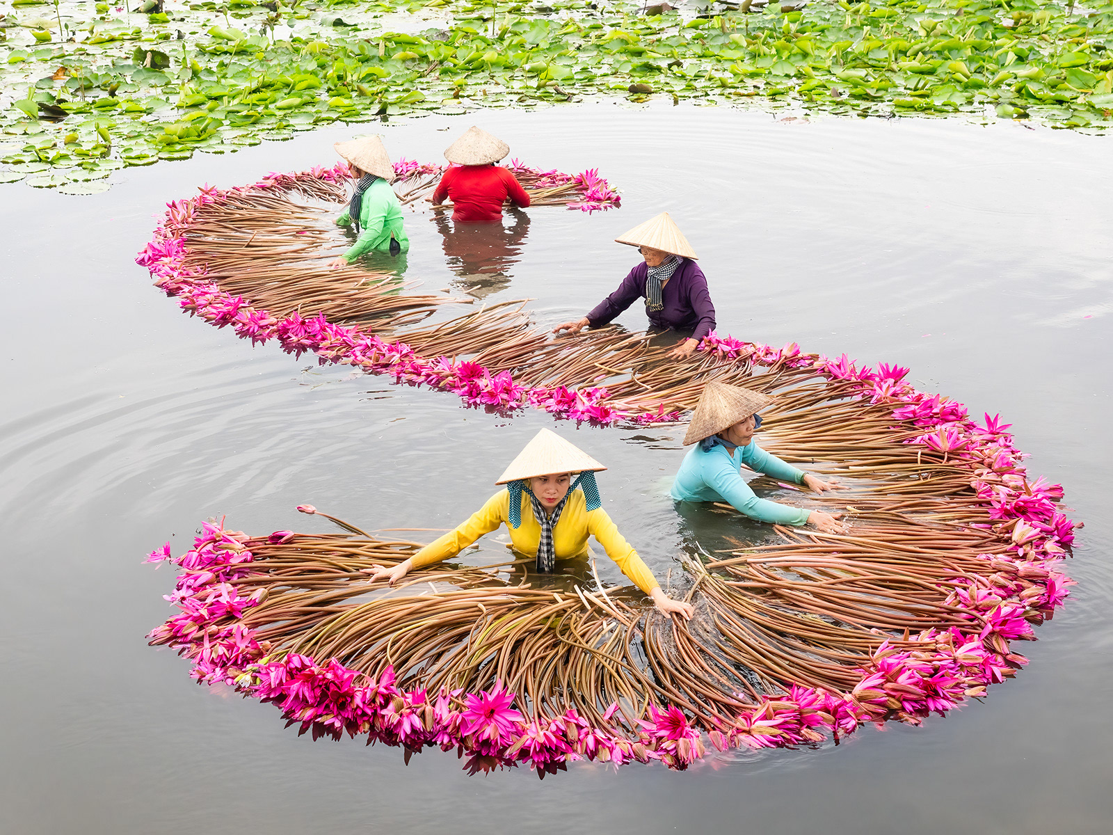 Gathering waterlilies