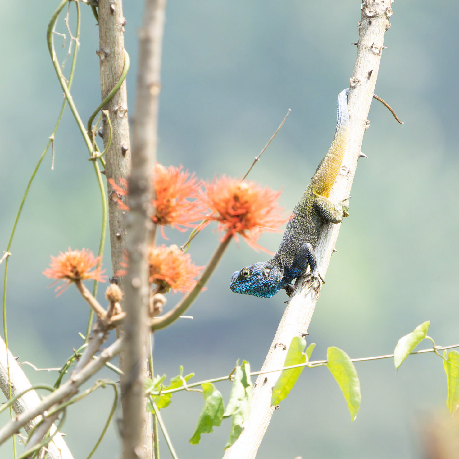 Male Blue Headed Agama
