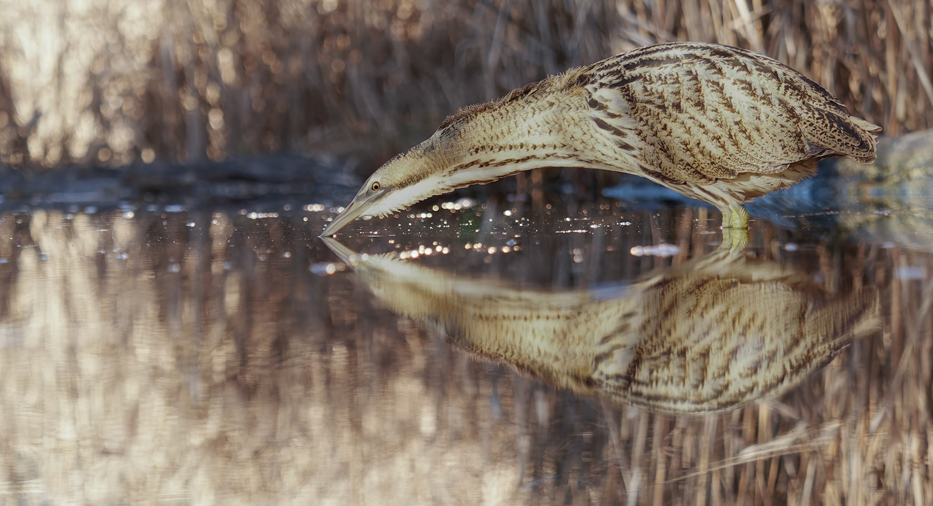 Great Bittern