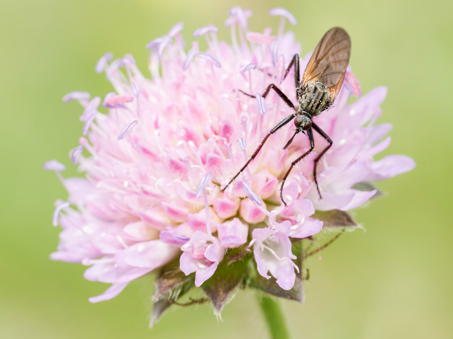 Genus Emptis, Dancer Fly?