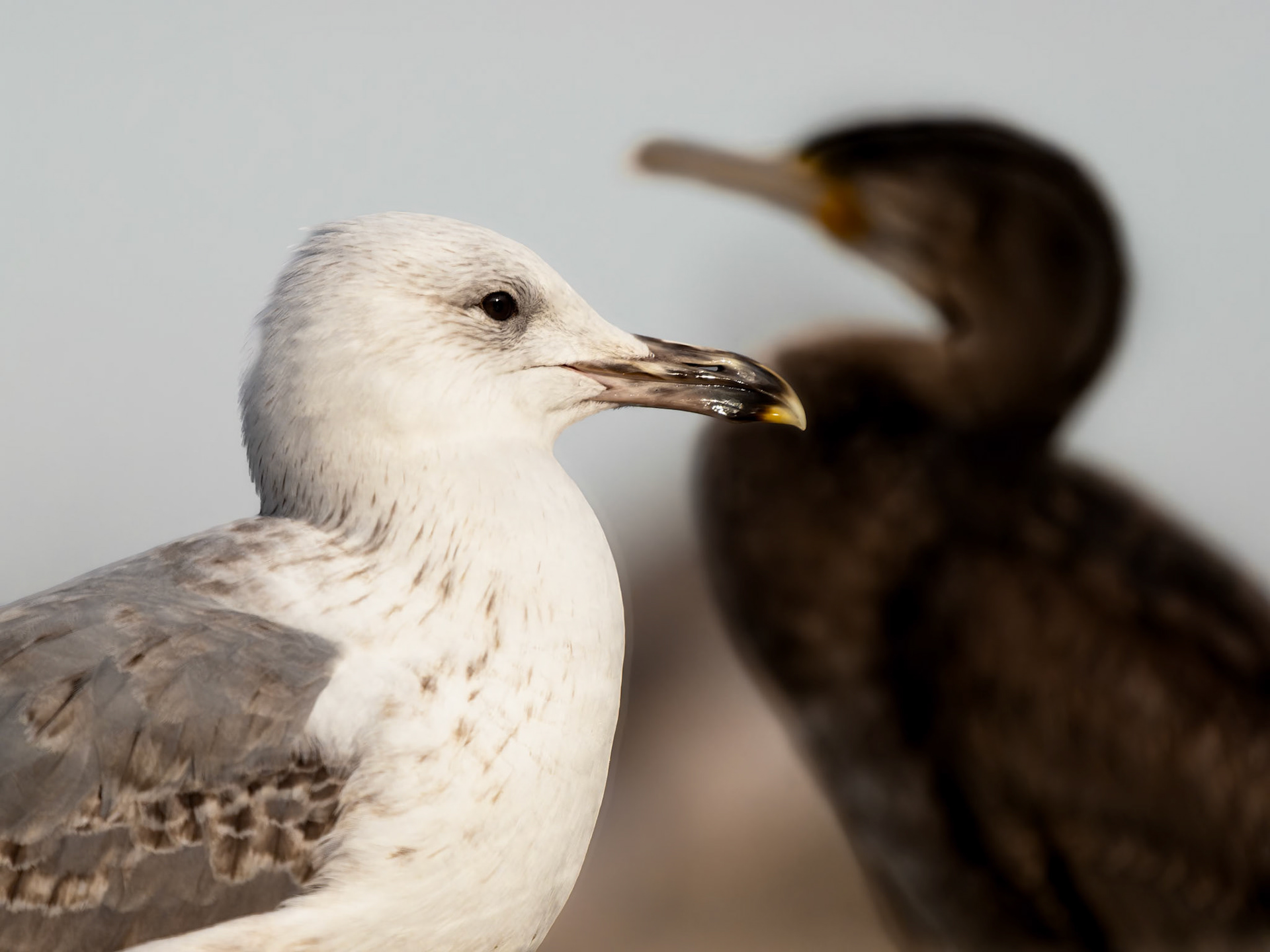 Gull and Cormorant