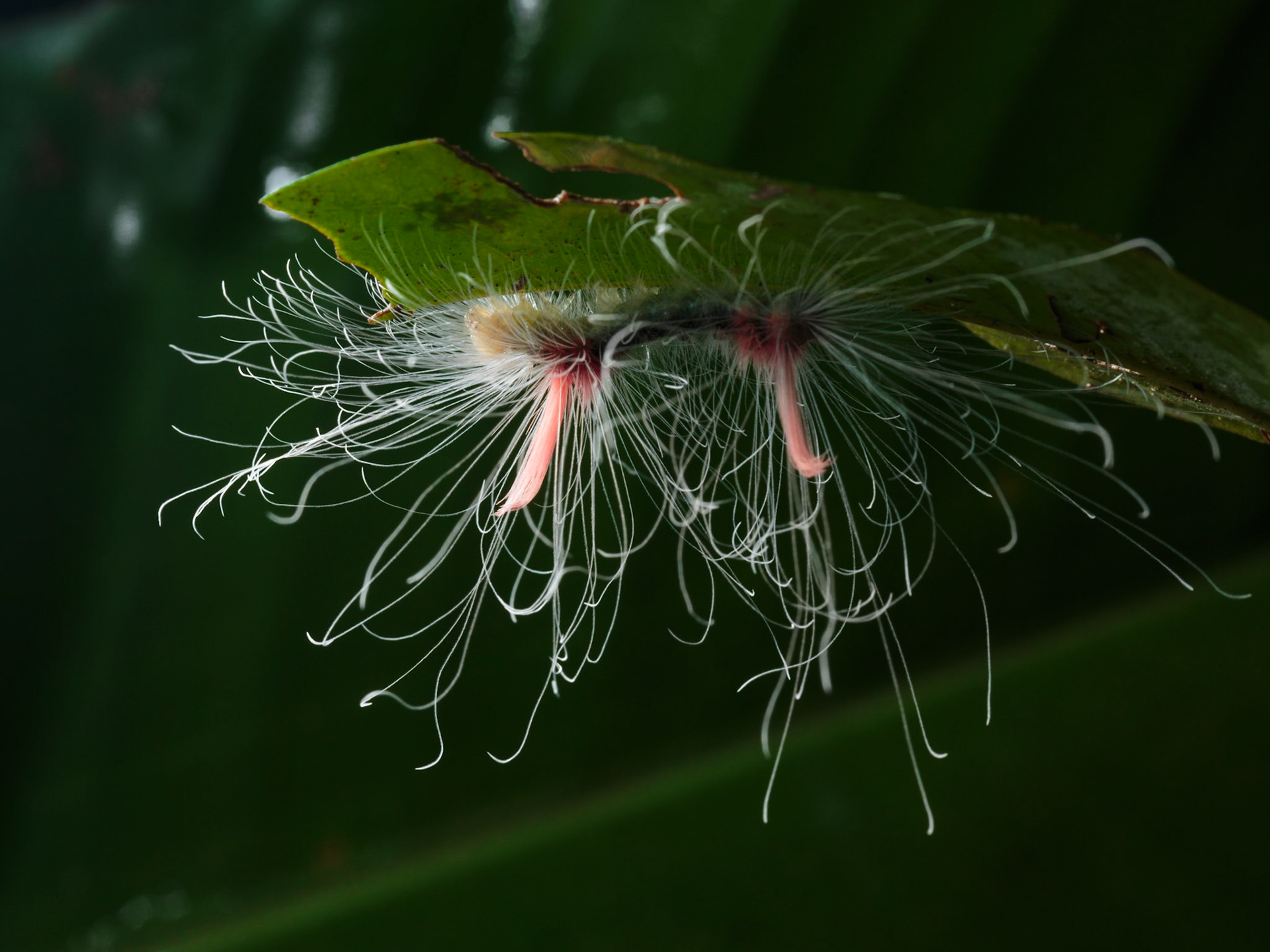 Moth Caterpillar with urticating hairs