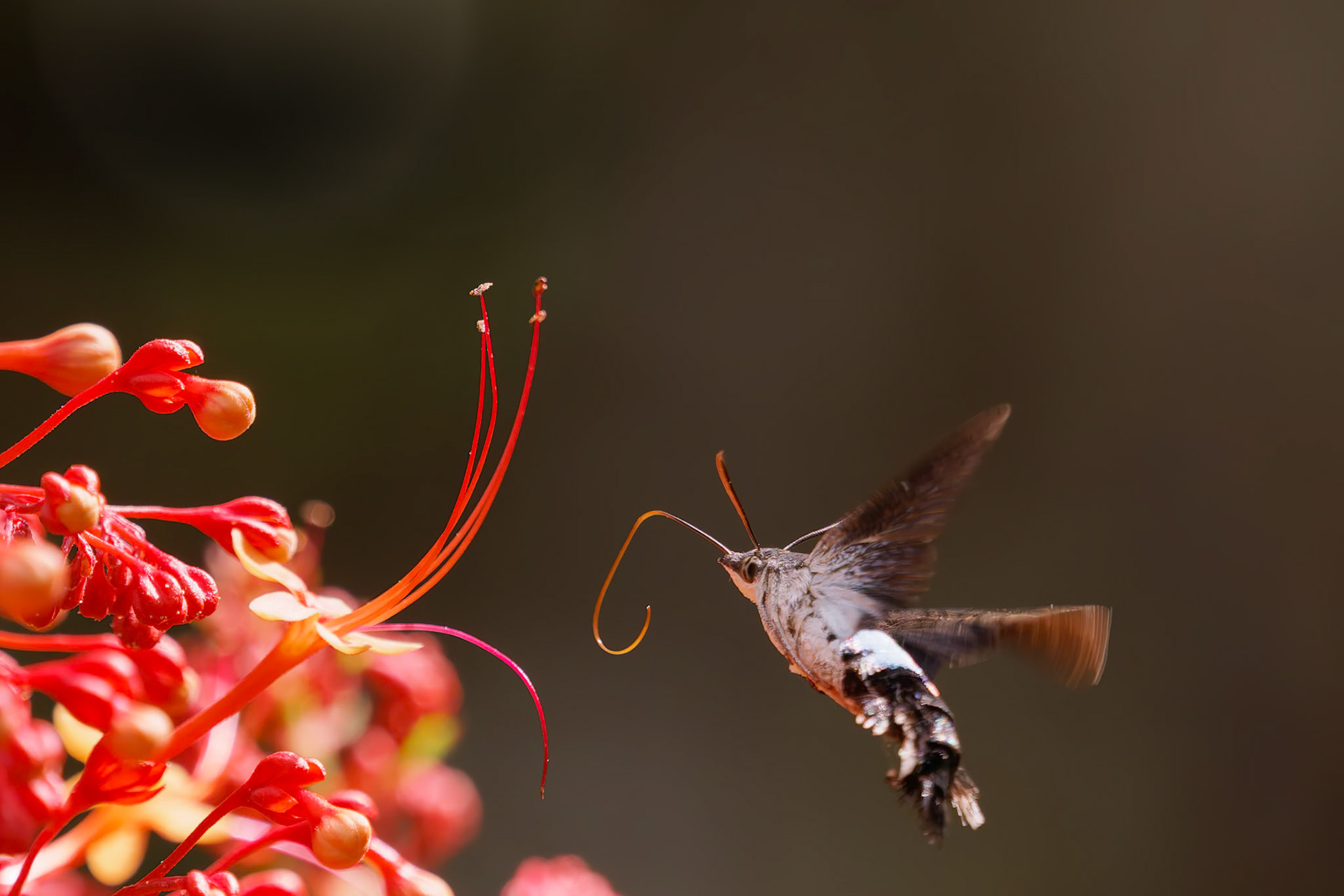 Hummingbird Hawk Moth