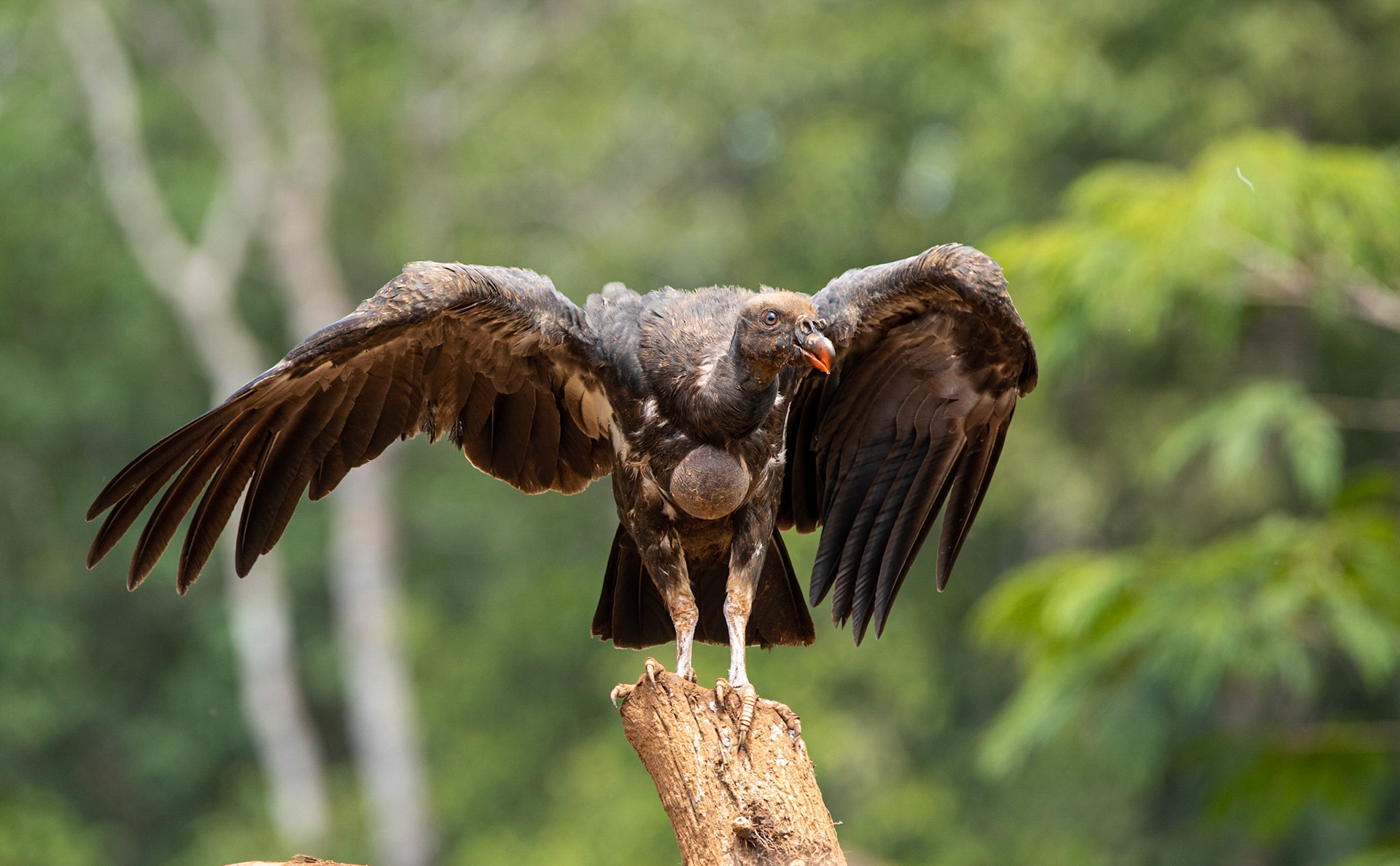 Juvenile king vulture