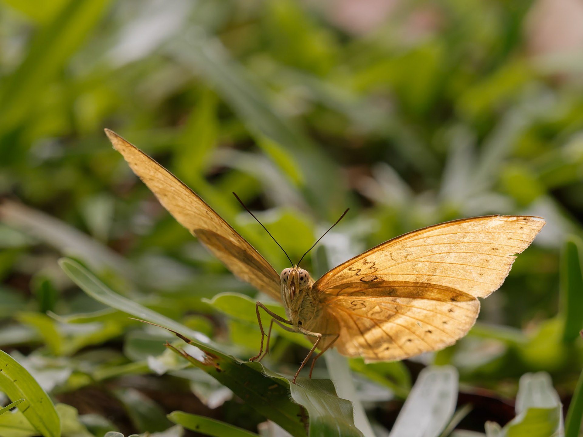 Common Yellow Glider, Cymothoe egesta, Nymphalidae family
