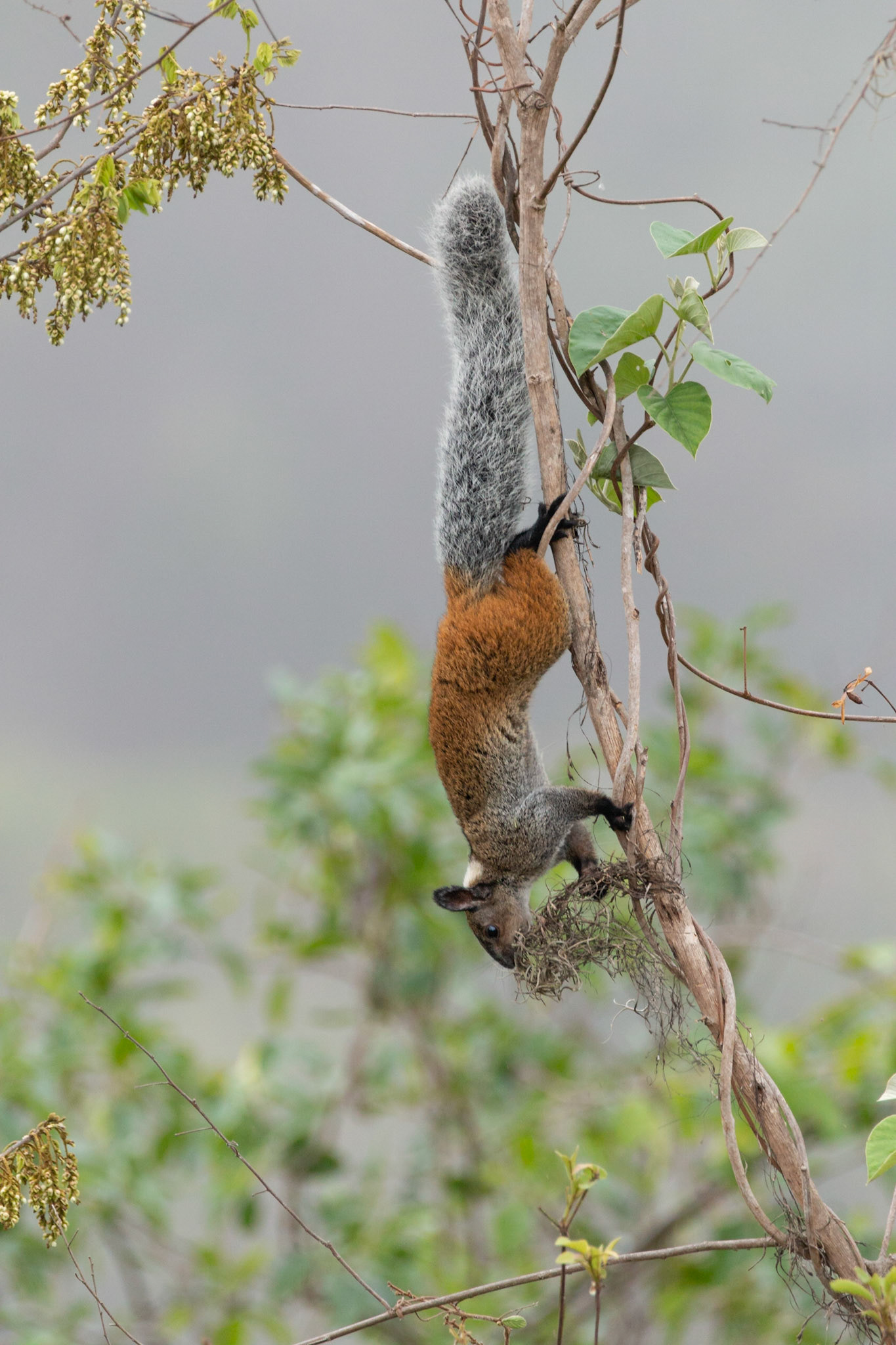 Guayaquil Squirrel