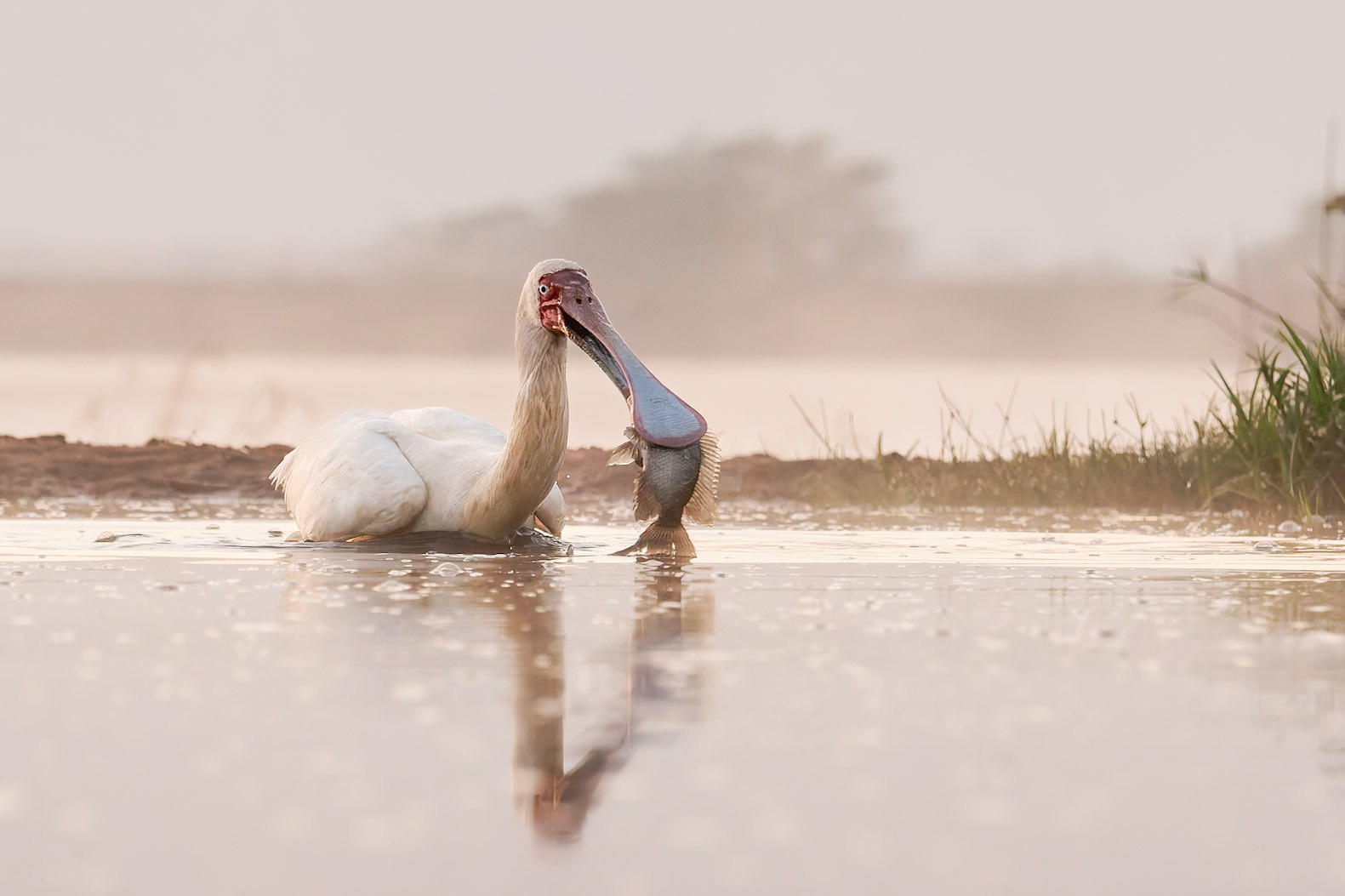 Spoonbill with fish