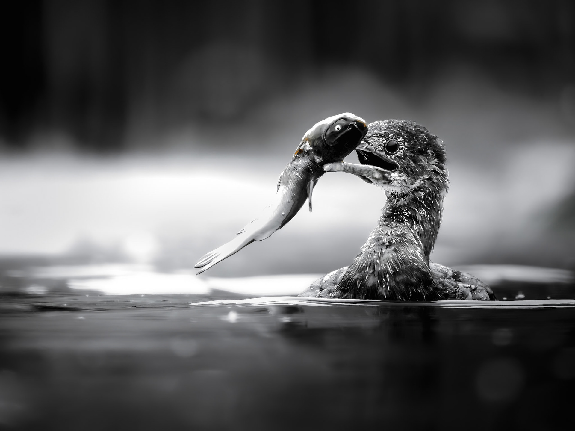 Pygmy Cormorant with fish