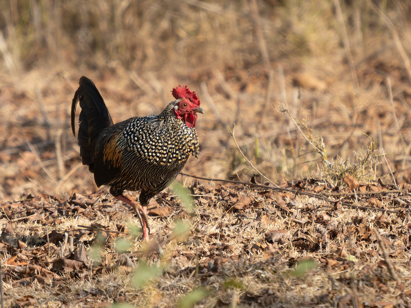 Jungle Fowl