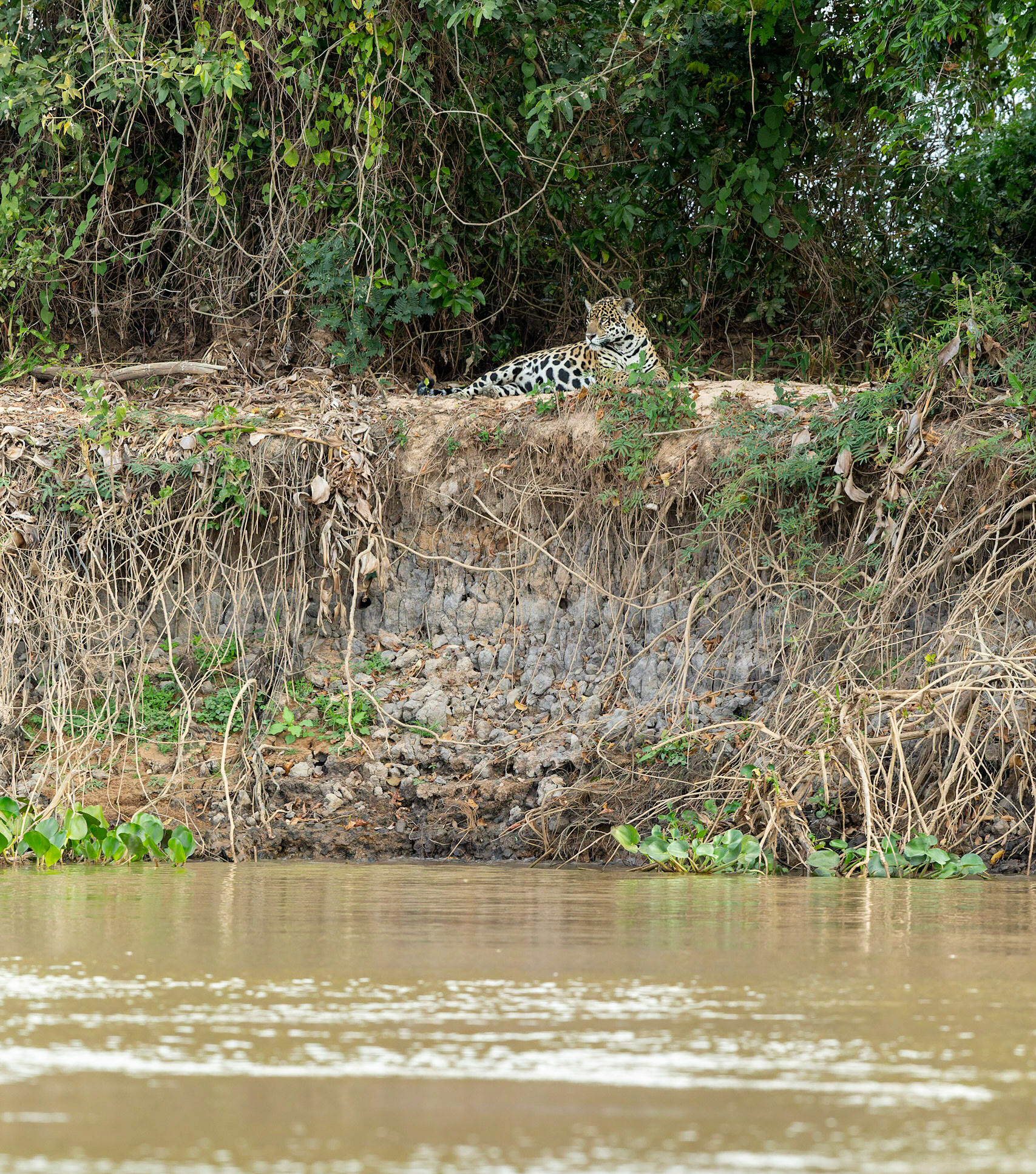 Jaguar (Panthera onca)