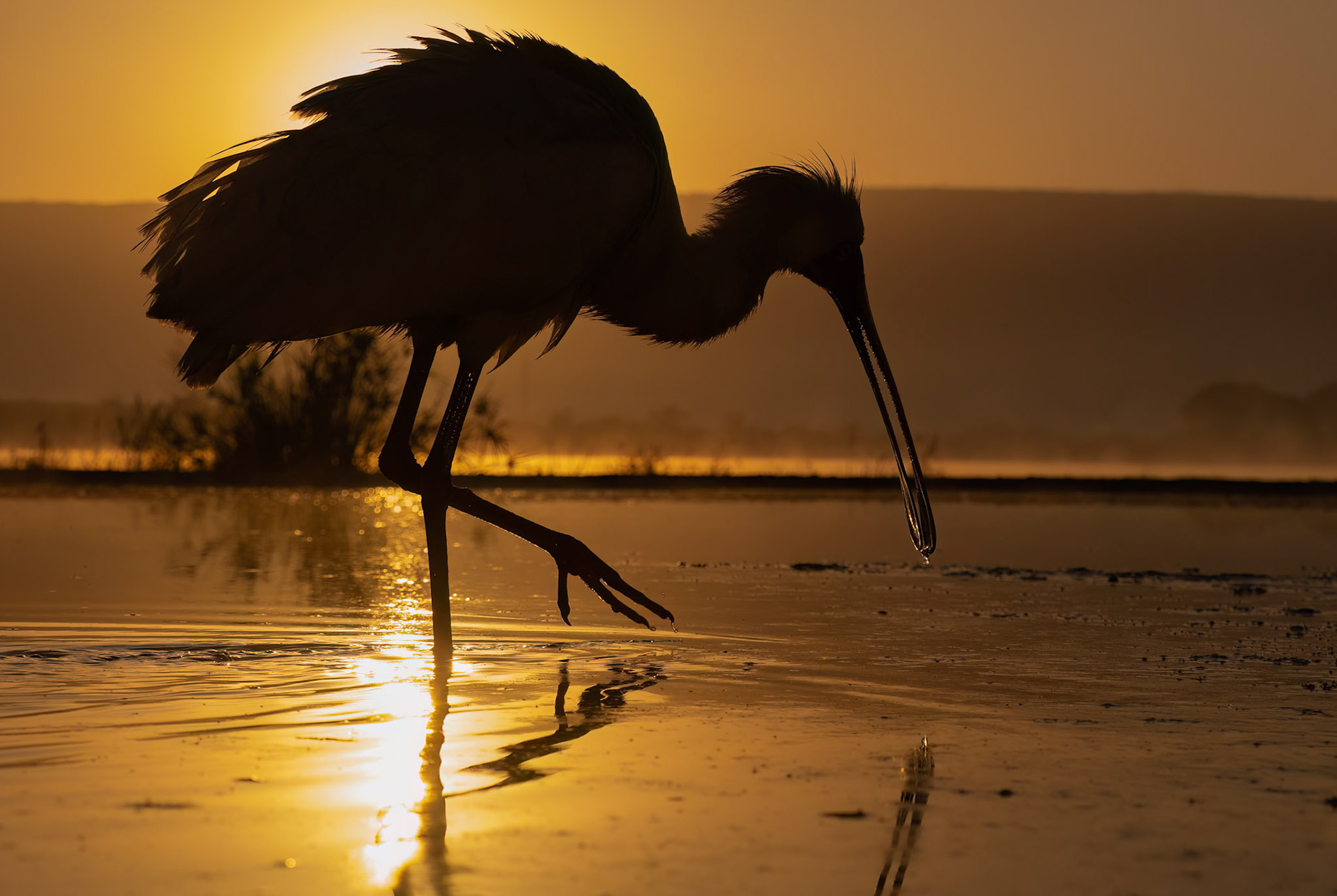 Spoonbill at sunrise