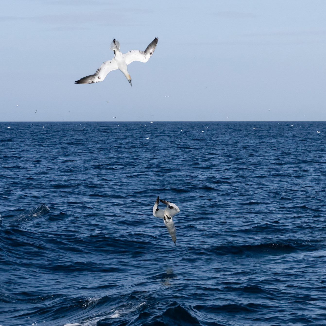 Diving Gannets
